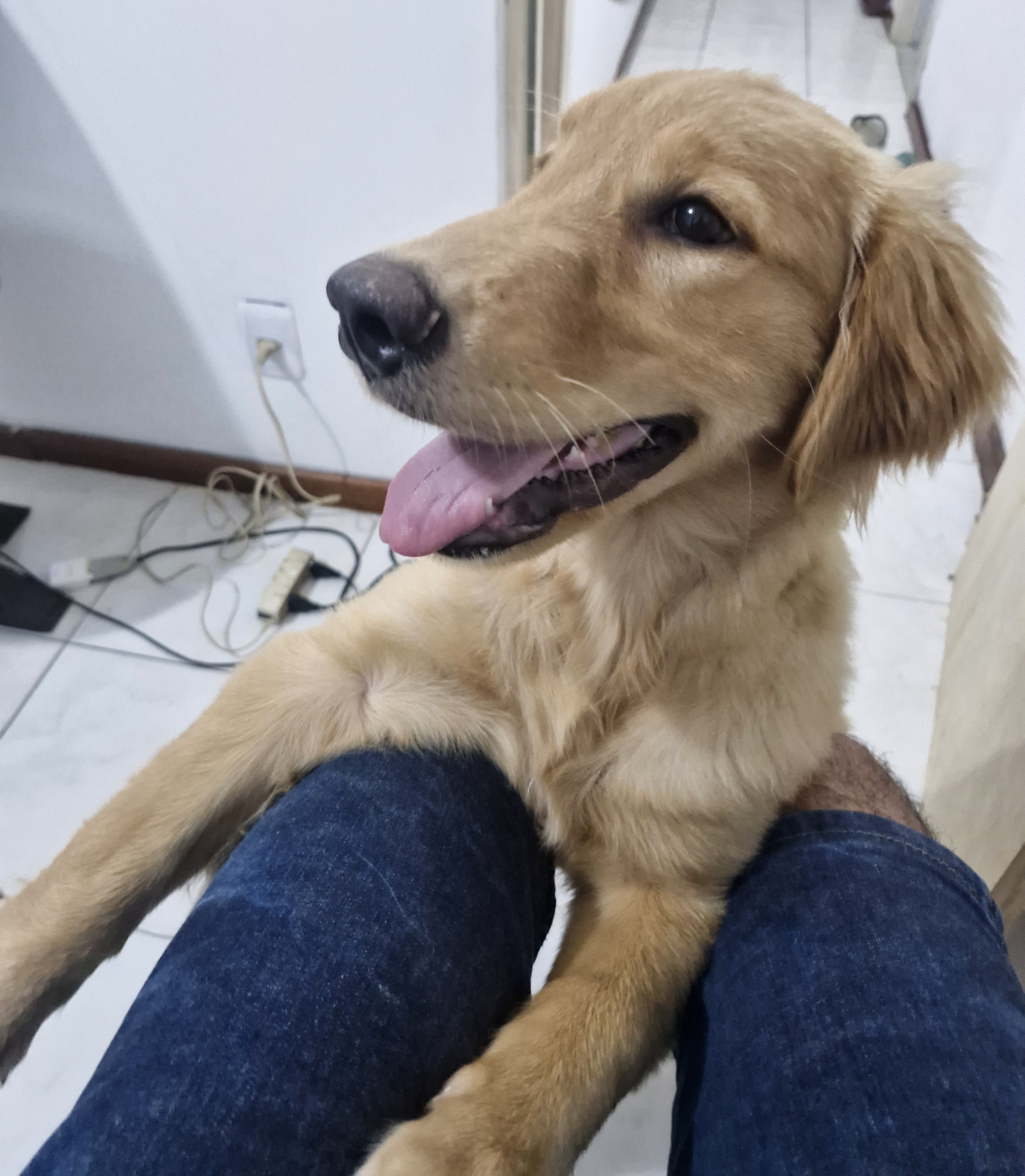 Portal Vendocão Golden Retriever 4 meses São gonçalo 