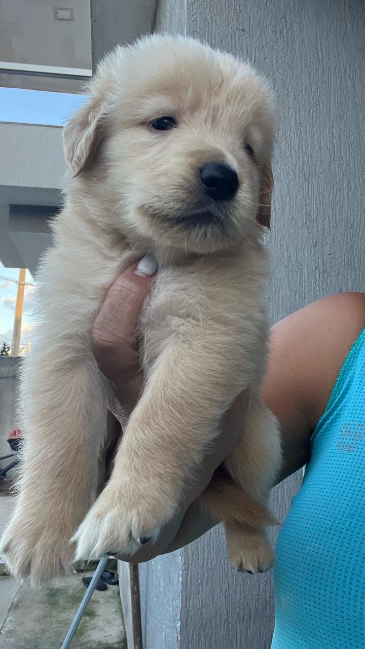 Portal Vendocão Vendo lindos filhotes de Goldem  Cabo frio