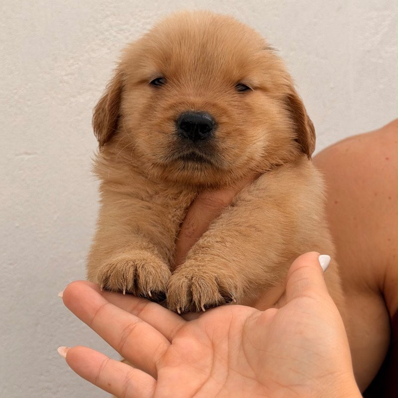 Filhotes de gold Retriever - Foto 2