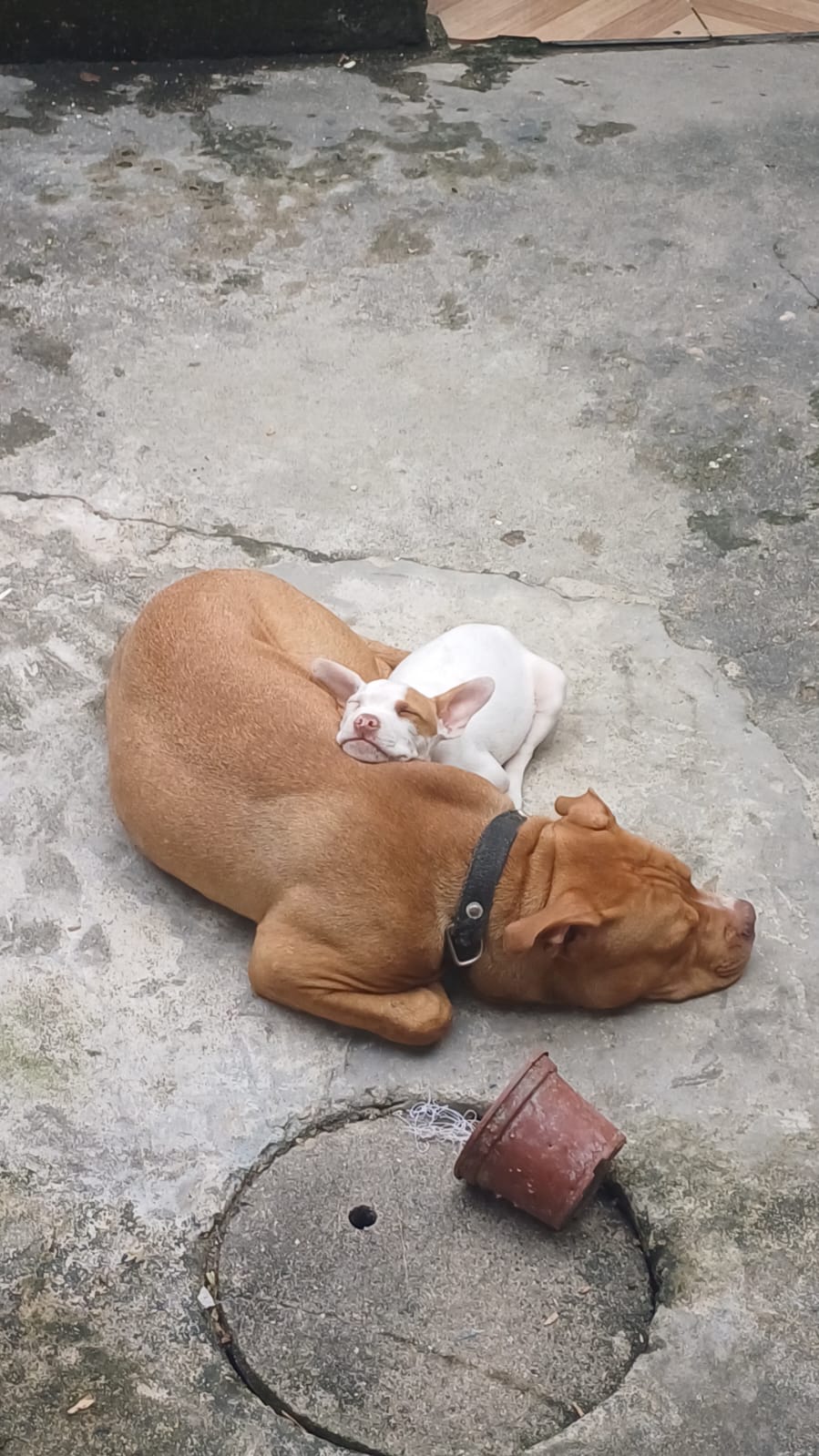 Portal Vendocão Pitbull  Maceió 