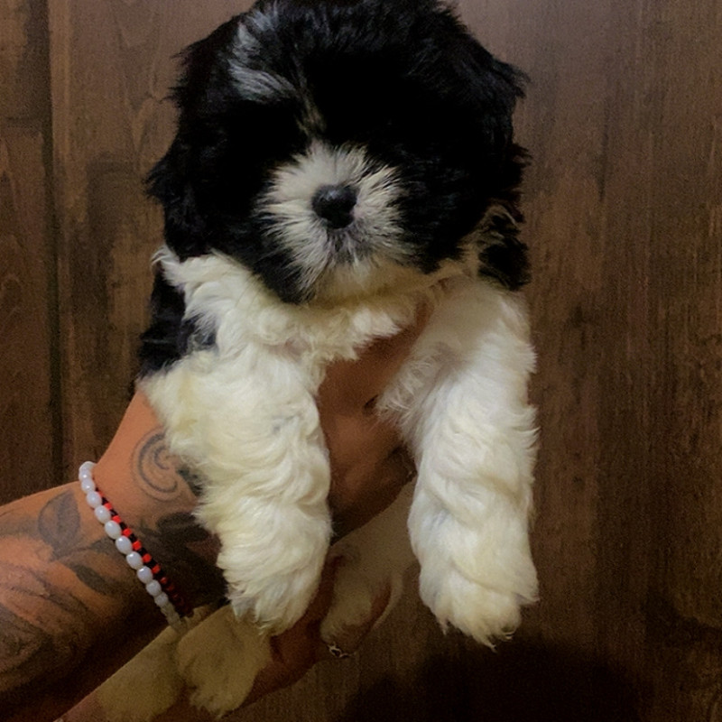 Vendo shih tzu - Foto 3