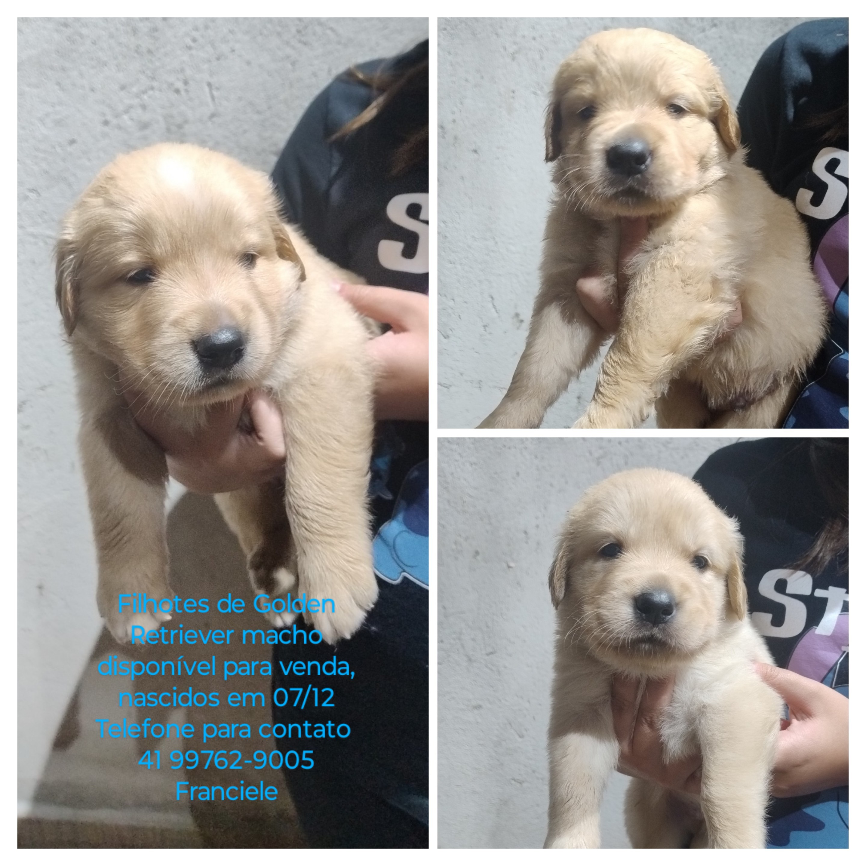 Portal Vendocão Venda de filhotes Golden Retriever  Campo Largo