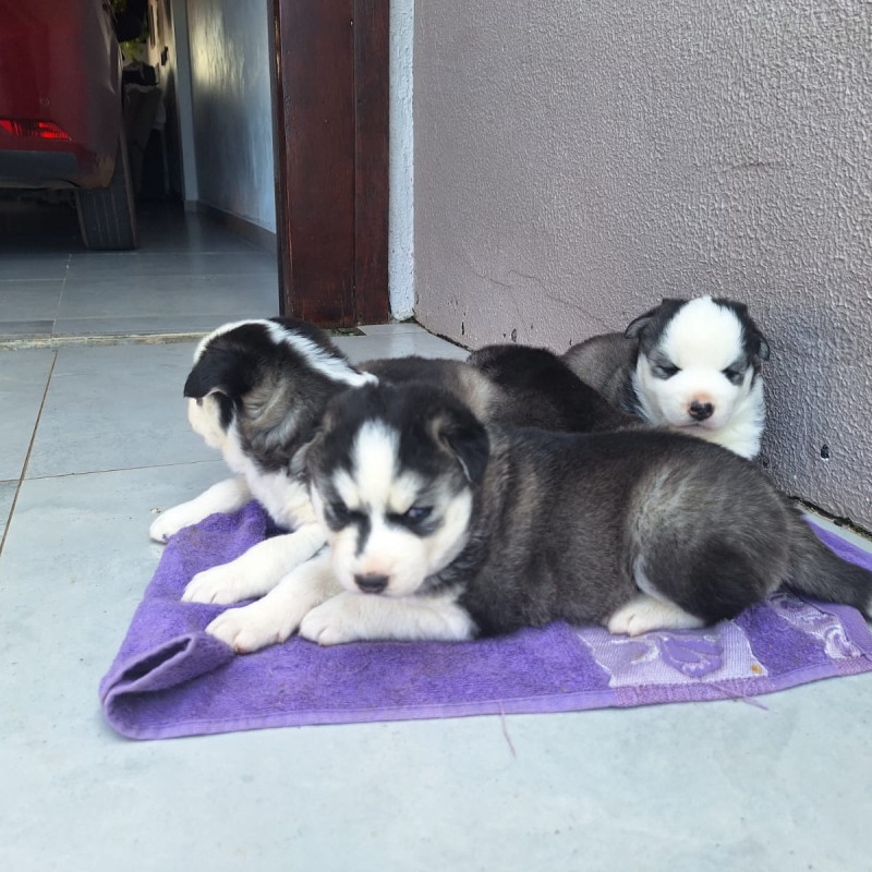 Lindos filhotes de Husky Siberiano - Foto 2