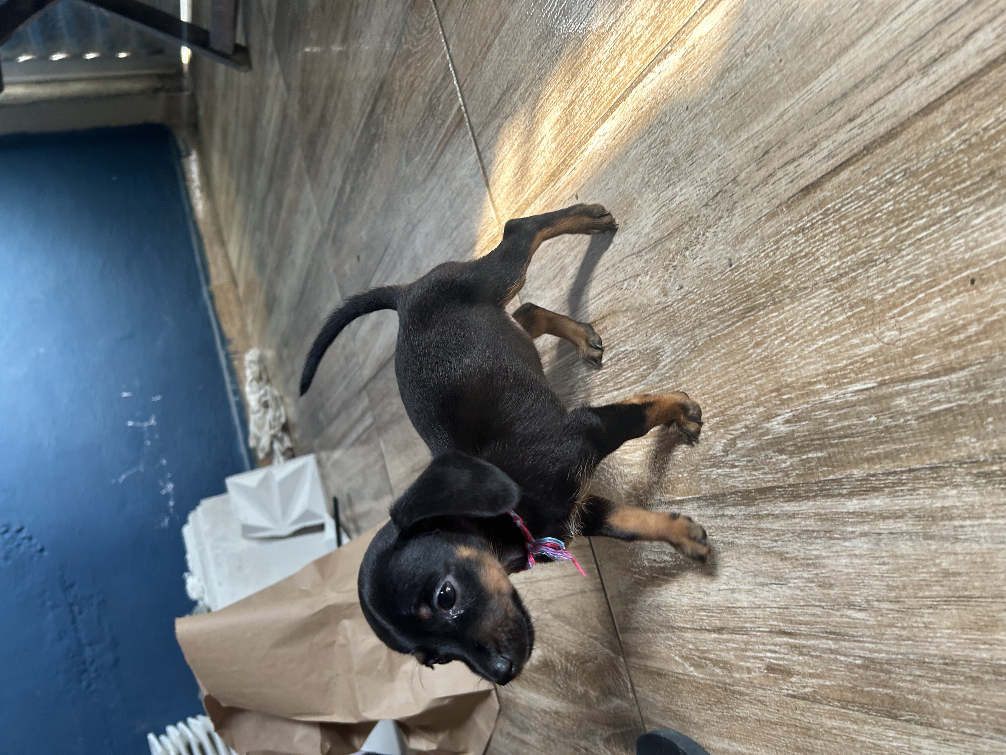 pinscher com dachshud  - Foto 3