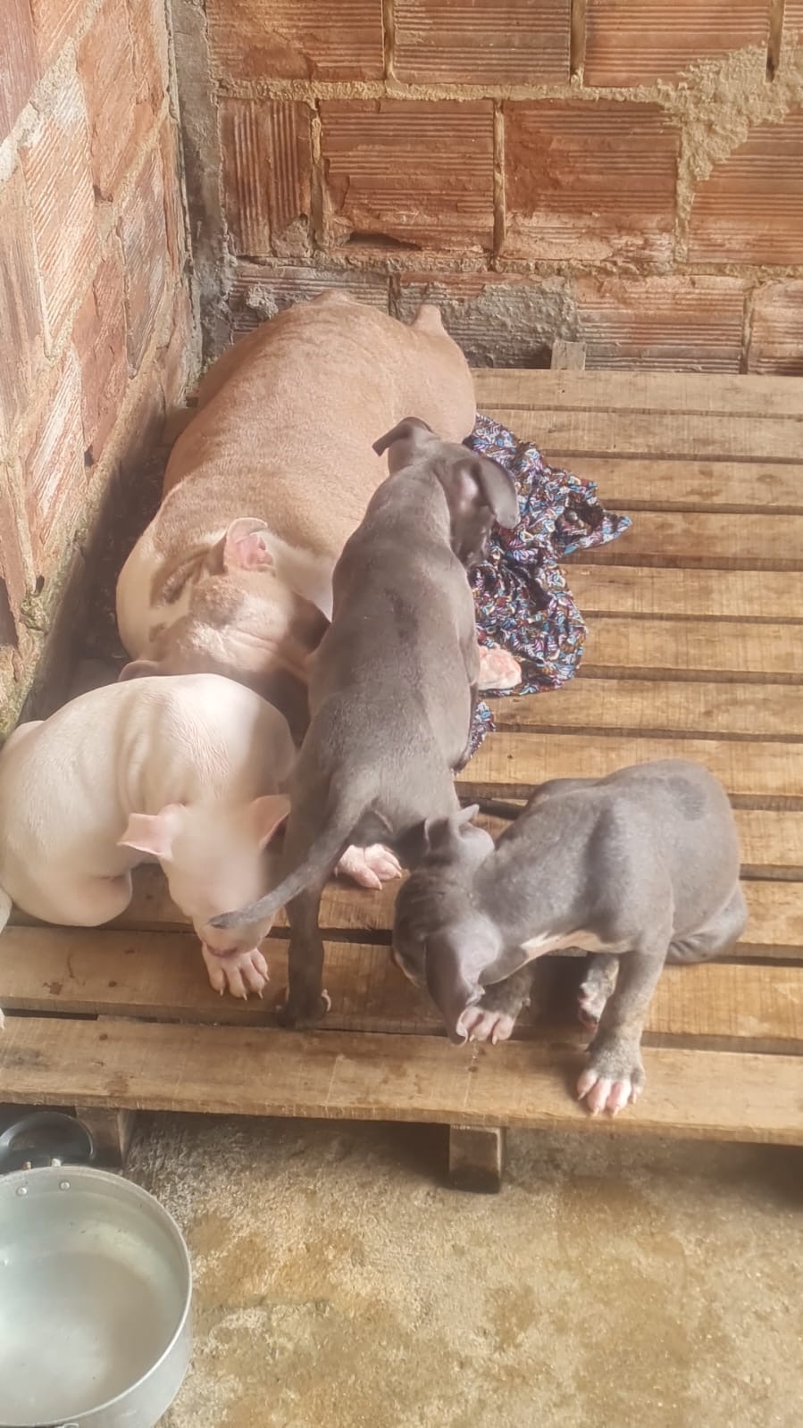 Portal Vendocão Filhote de American bully micro  Camaragibe 