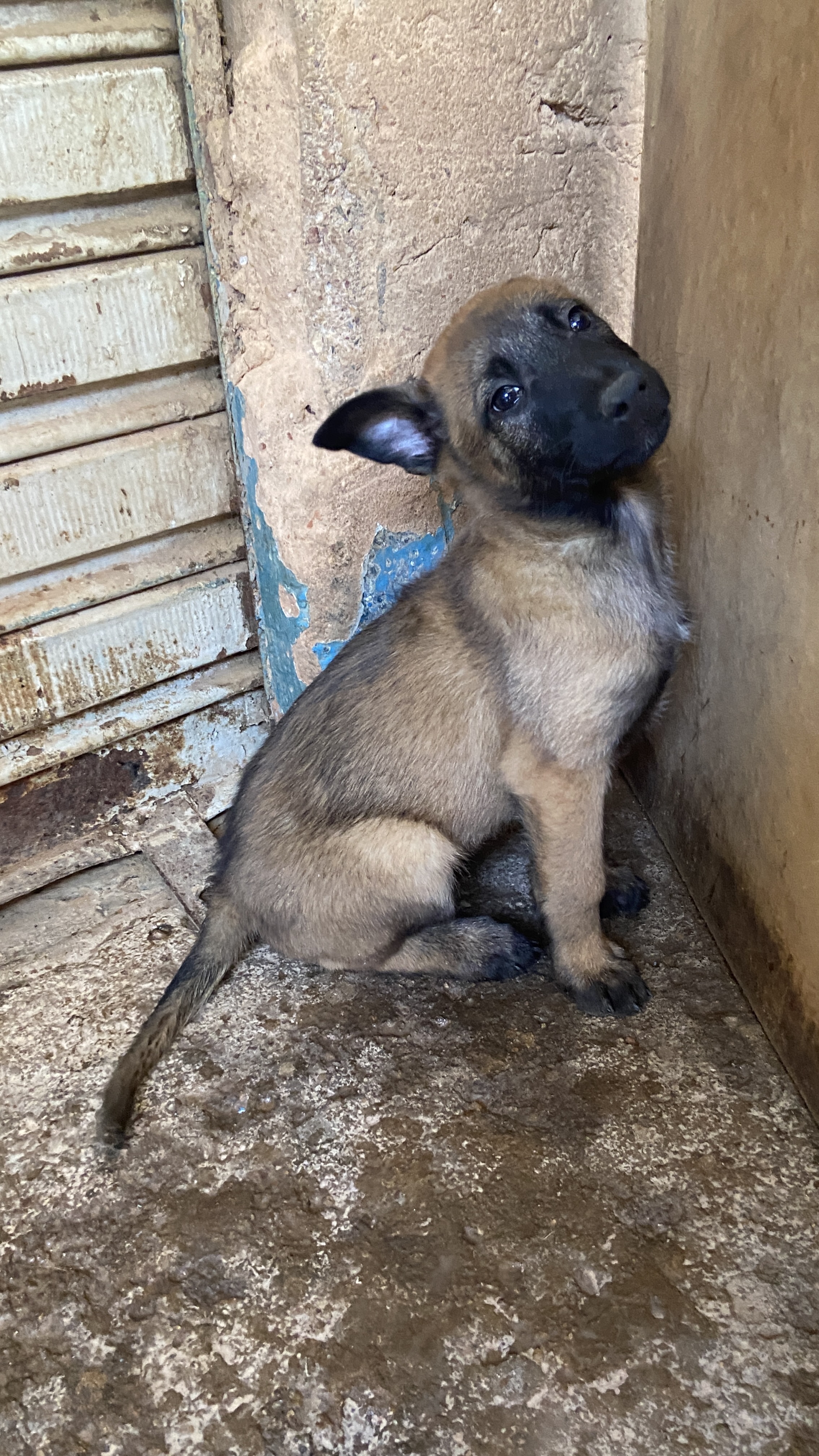 Portal Vendocão Filhote de Pastor Belga Malinois  Santa Maria DF