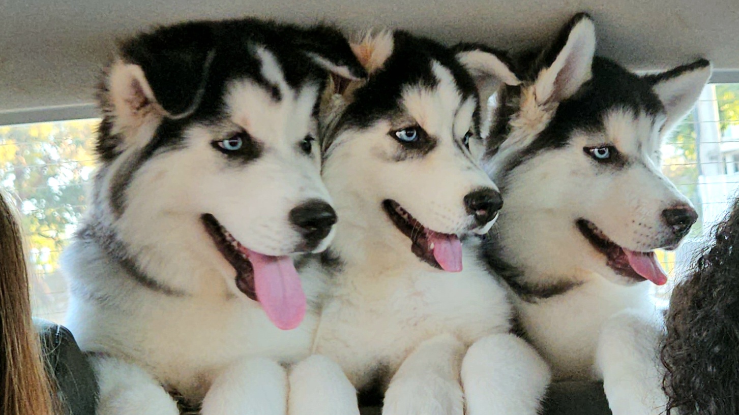 Husky Siberiano - Foto 2