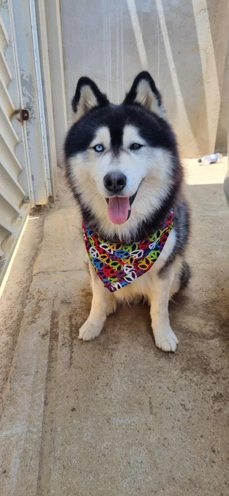 🐾 Filhotes de Husky Siberiano Puro à Venda! 🐾 - Foto 2