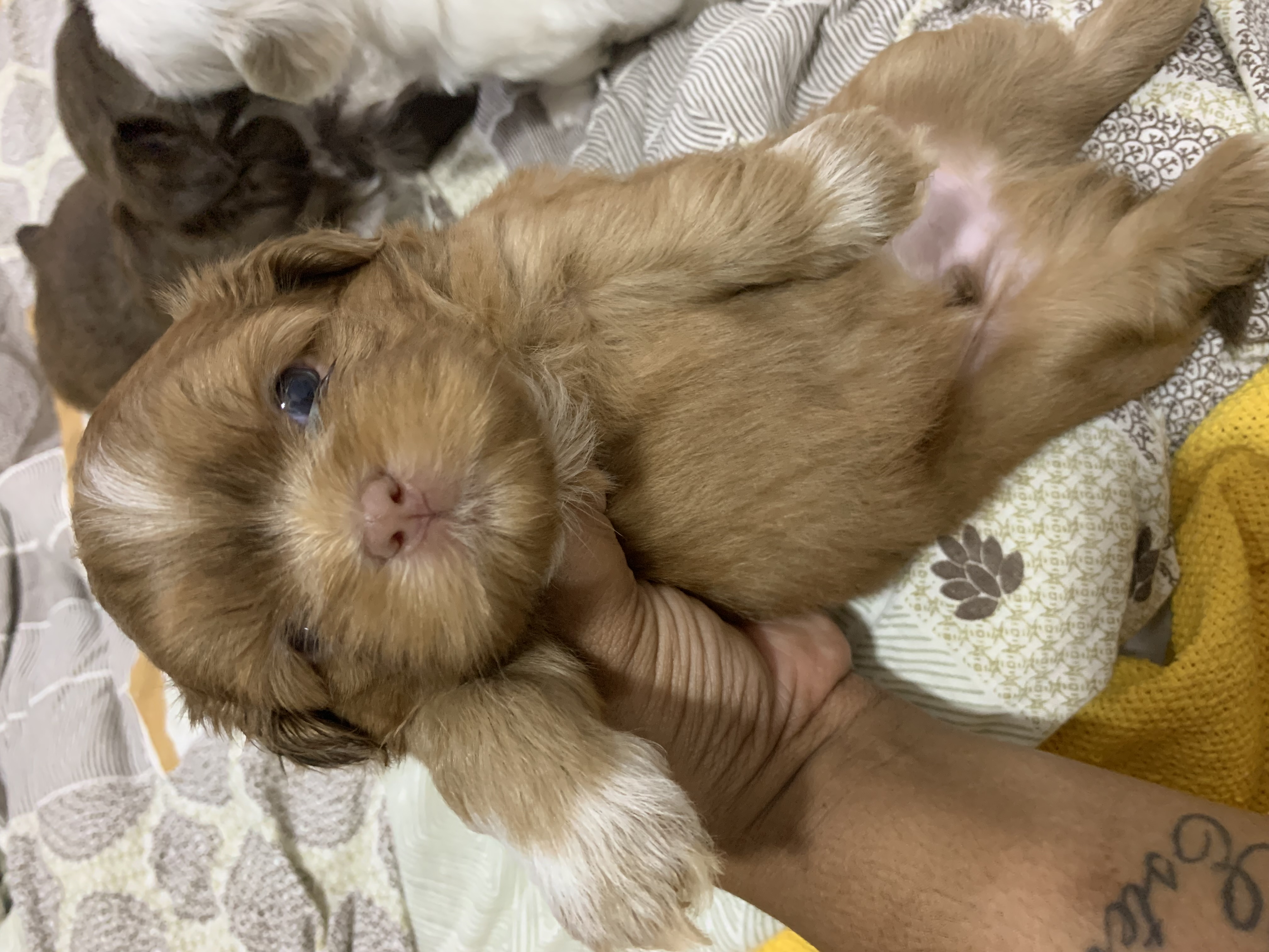 Vendo lindos filhotes de shit szu para reserva,já vão vermifugados e com a primeira dose da vacina - Foto 3