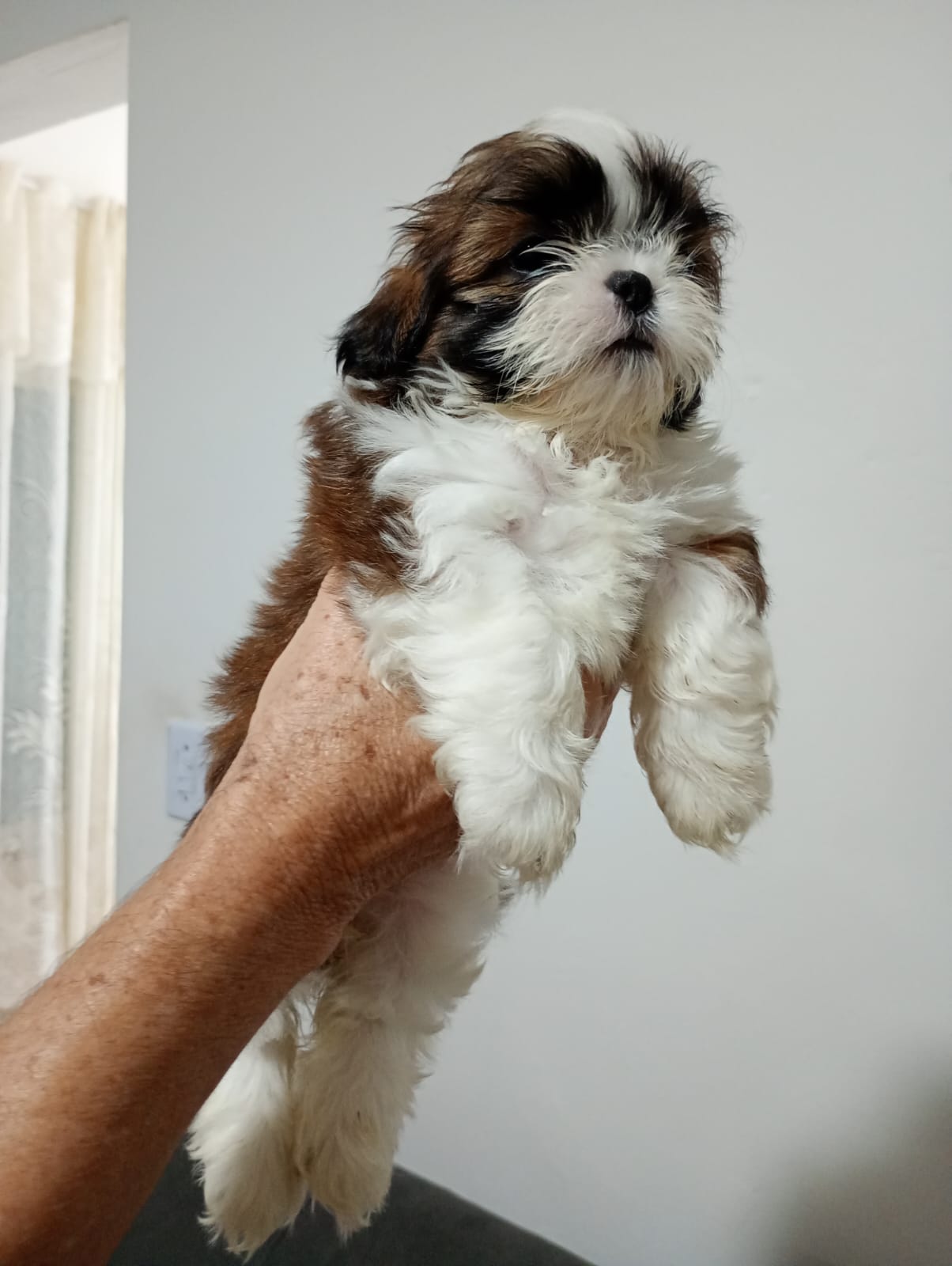 Portal Vendocão Vende-se Filhote Fêmea Shihtzu  Belford Roxo