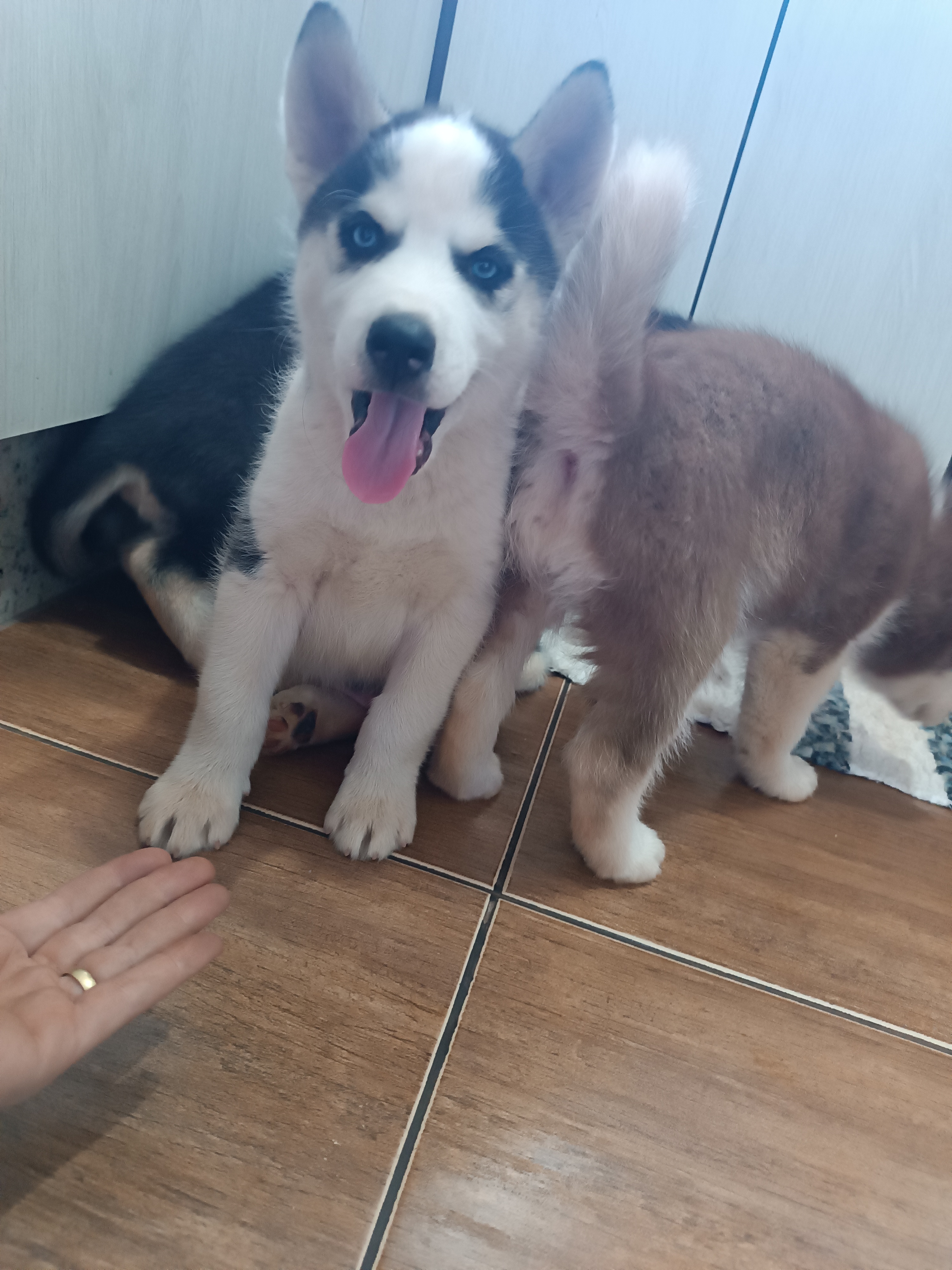 filhotes de Husky Siberiano Mandaguaçu