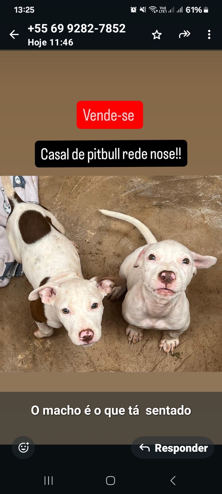 Portal Vendocão Cachorro  PORTO VELHO