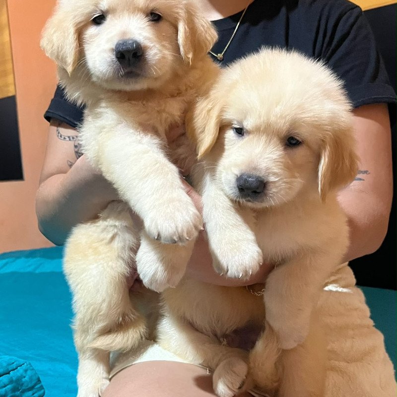 Vendo Filhotes de Golden