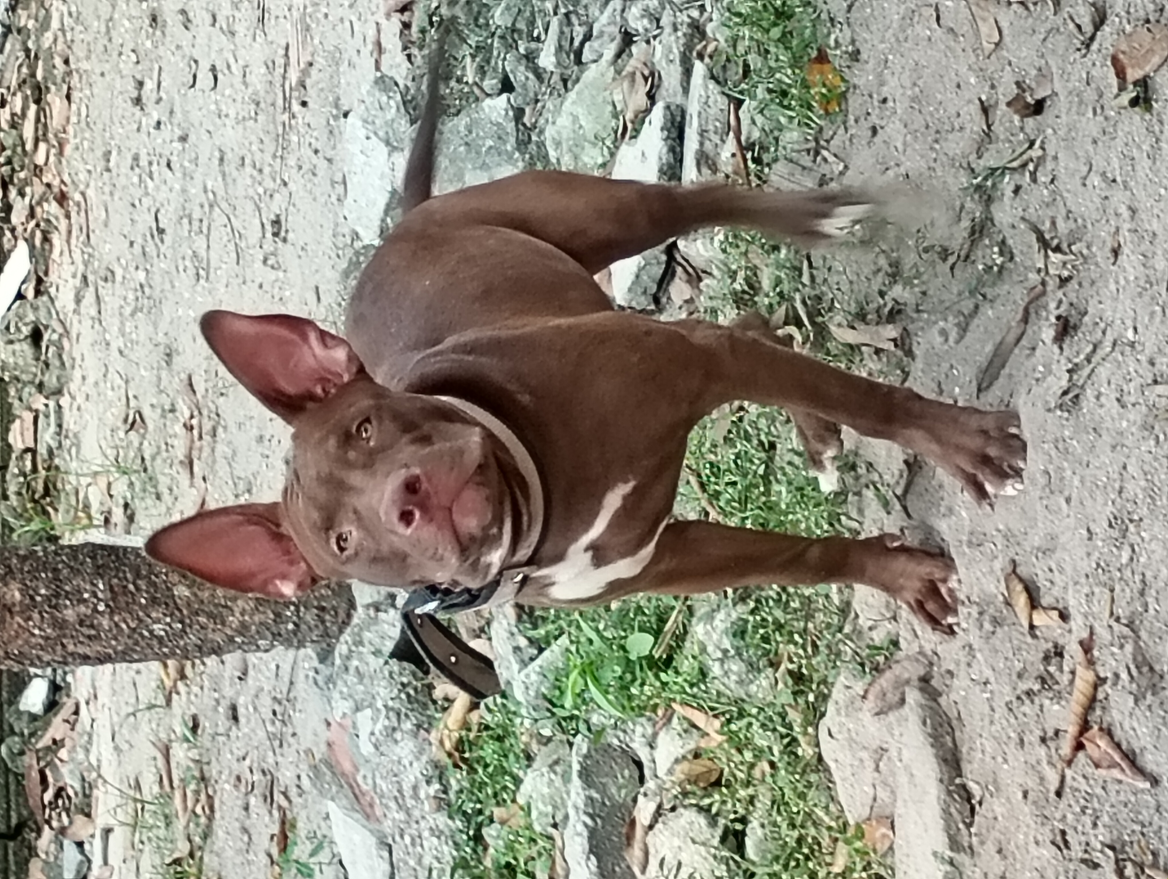 Portal Vendocão Filhote de pit Monsters fêmea  Manaus