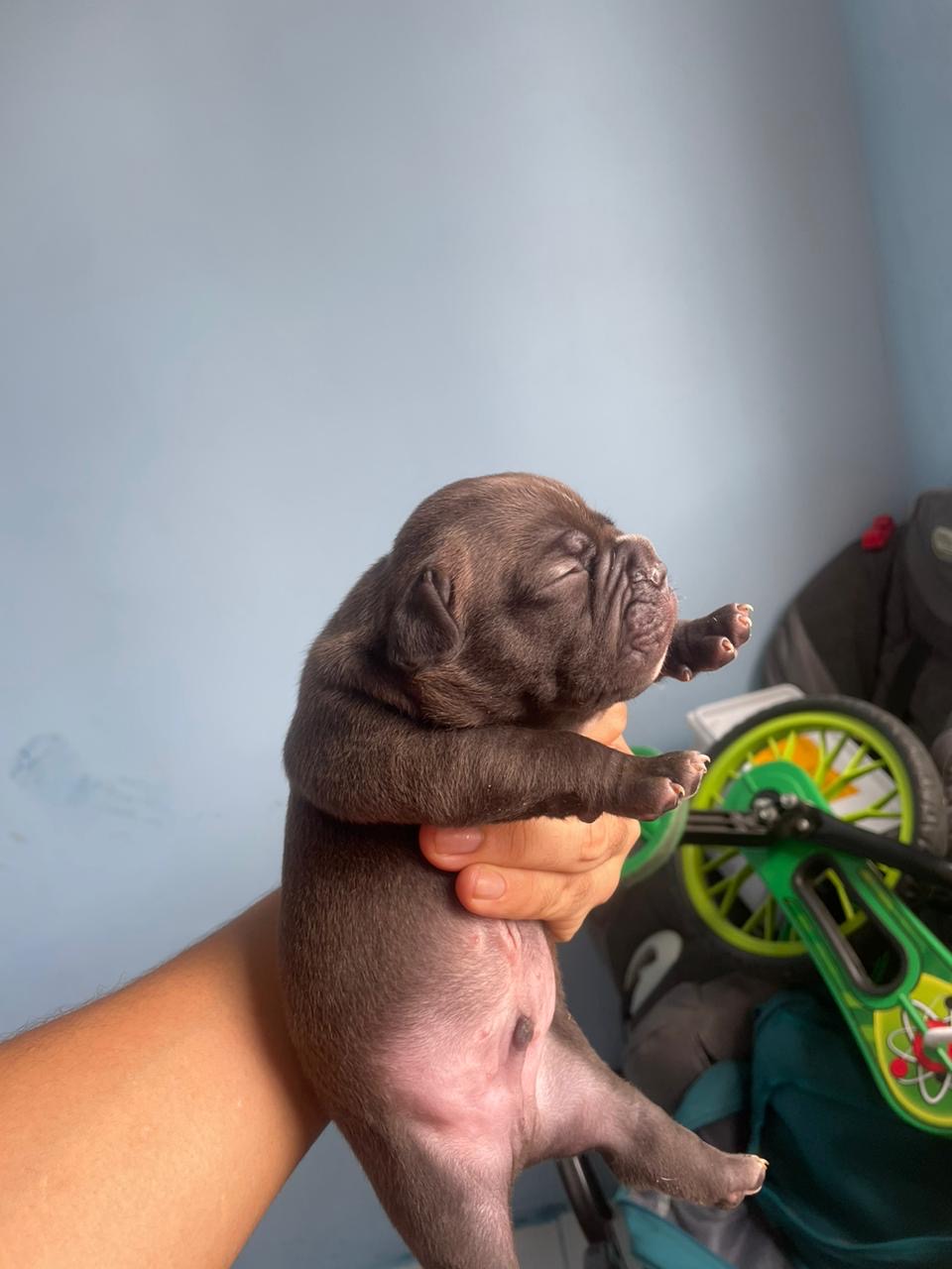 Portal Vendocão American bully Recife