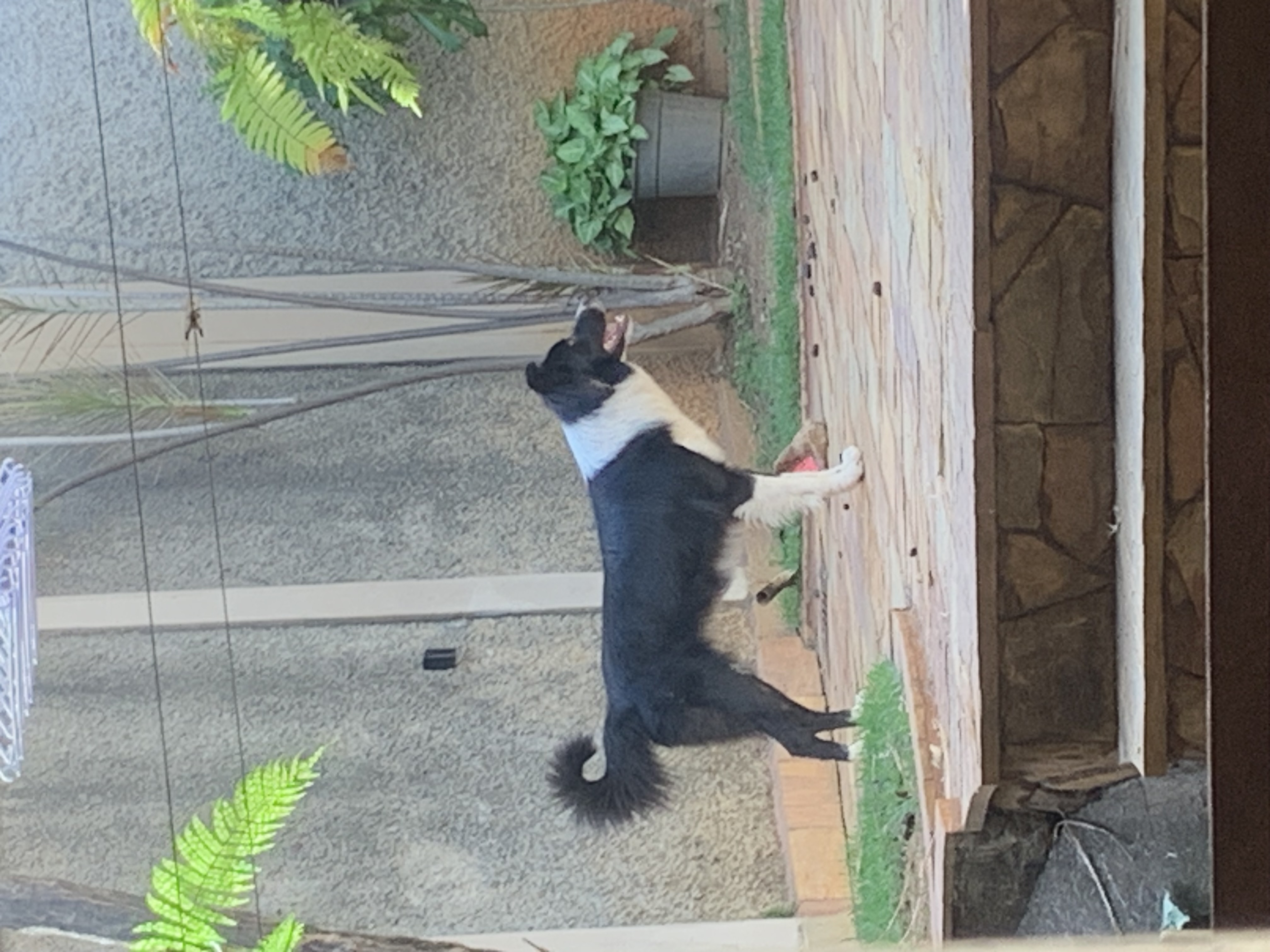 Cadela Border Collie de um ano e meio - Foto 3
