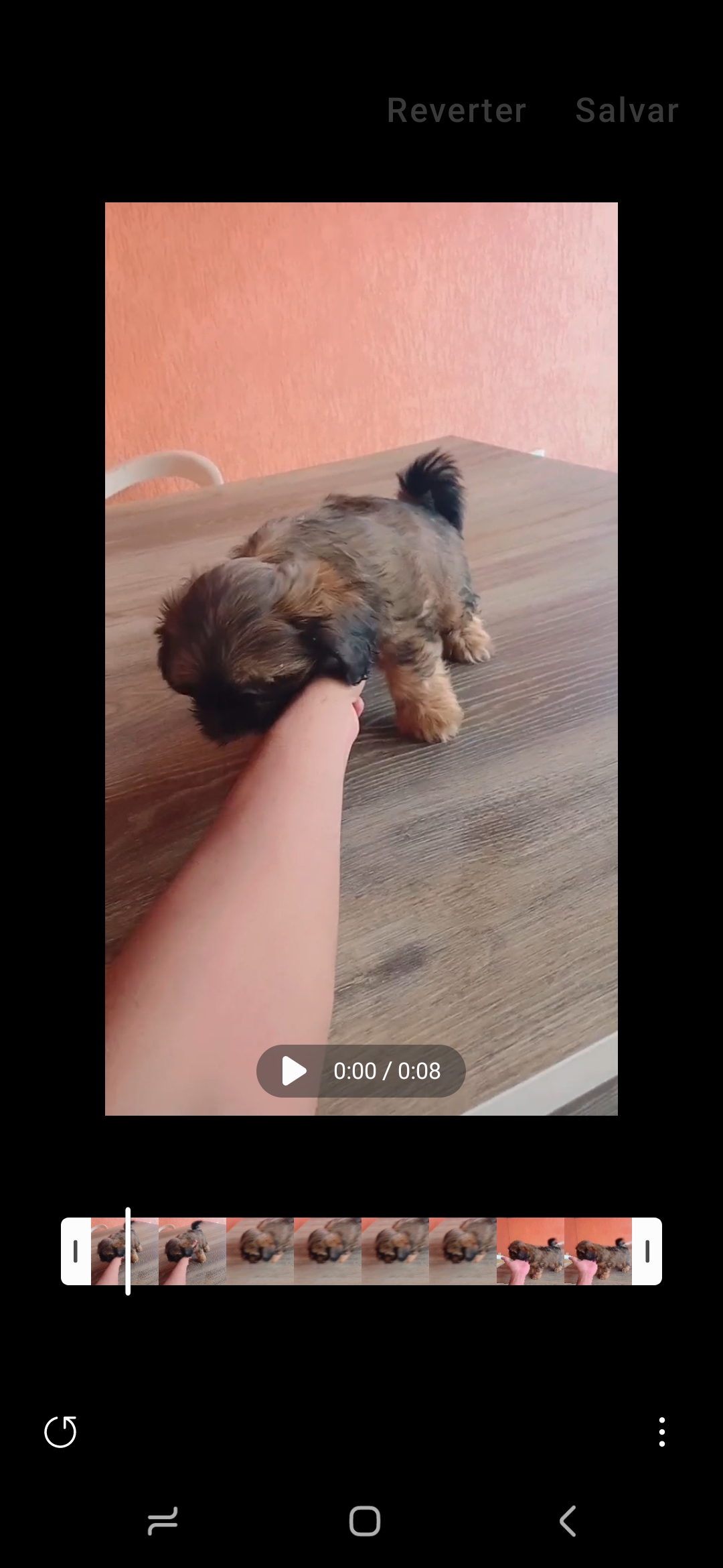 filhotes de Lhasa Apso Goiânia 