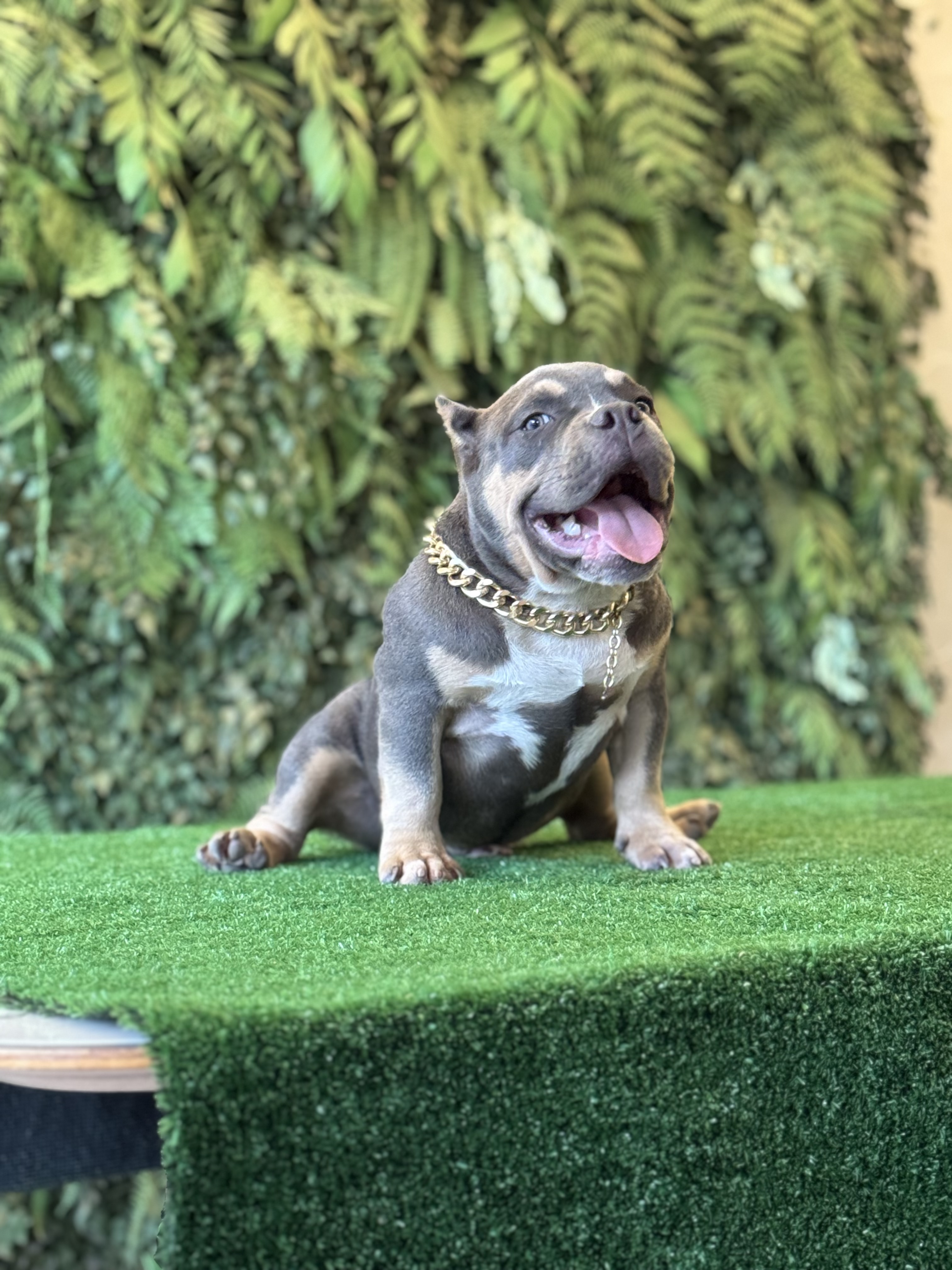 Portal Vendocão American bully micro  Campos gerais 