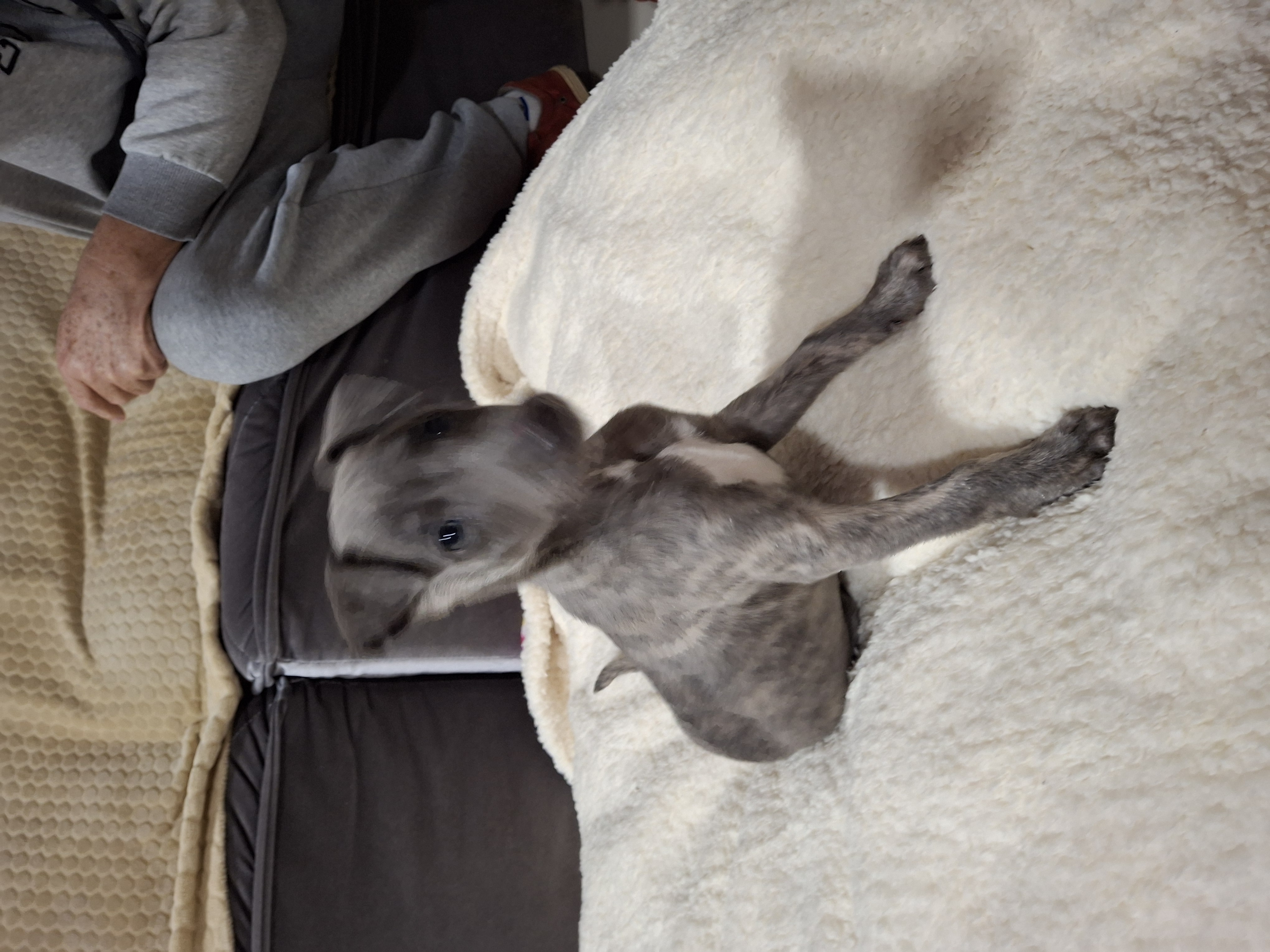 Portal Vendocão Whippet  Curitiba 