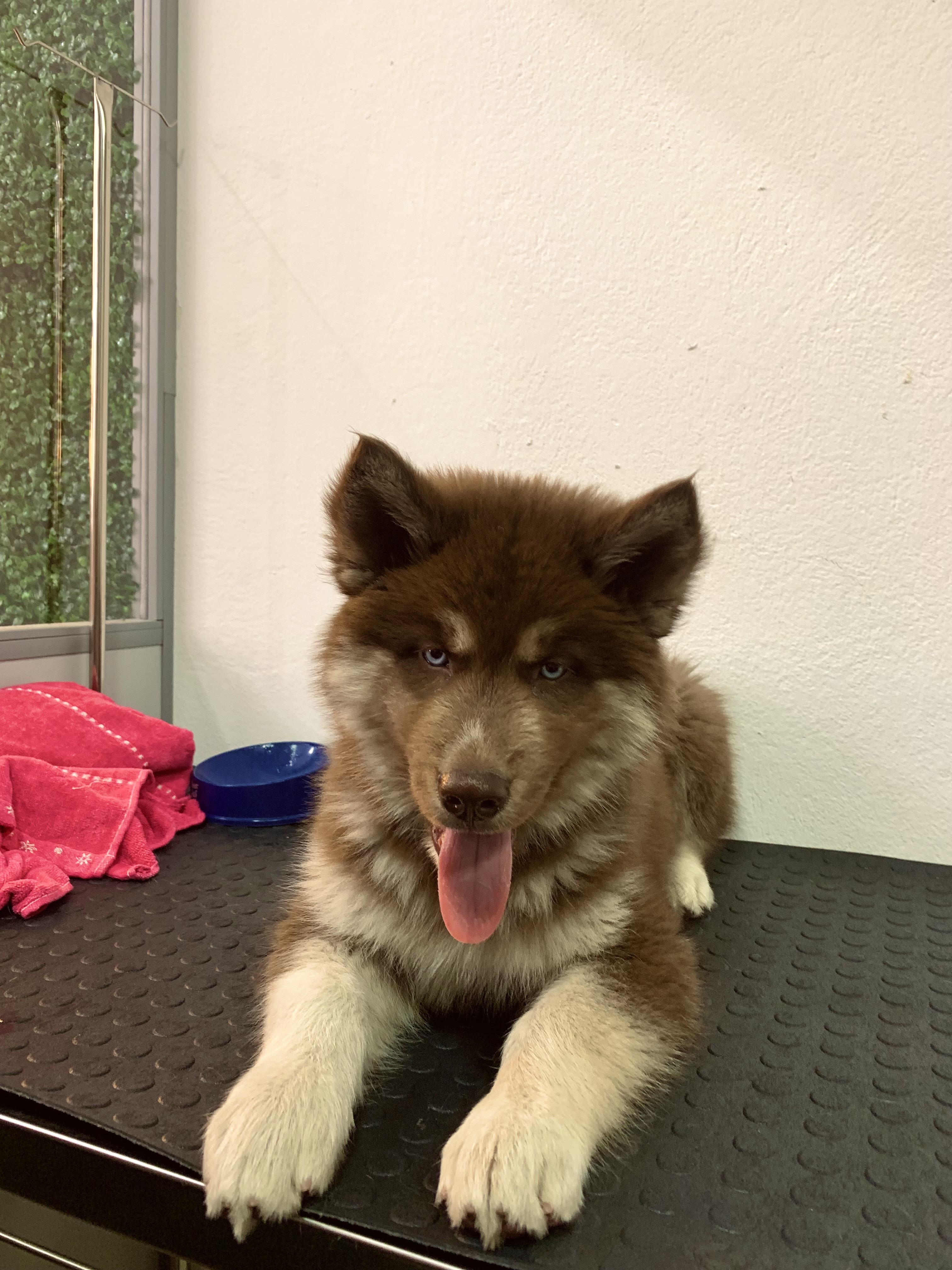 Husky siberiano  - Foto 1