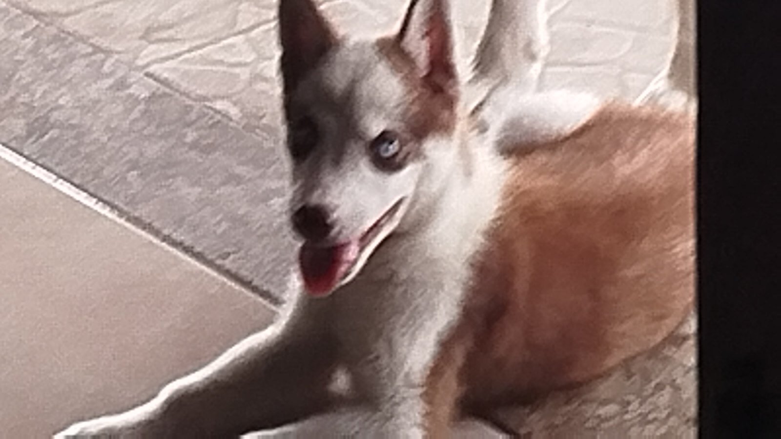 Husk siberiano raro pelo marron