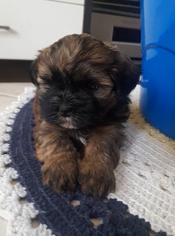 Fêmea Shih Tzu - Foto 1