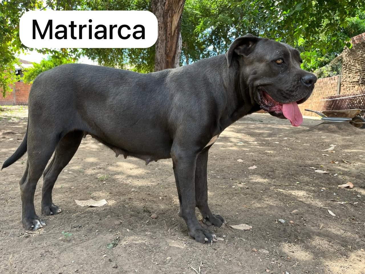 Nova ninhada Princesa x Palermo  - Foto 2