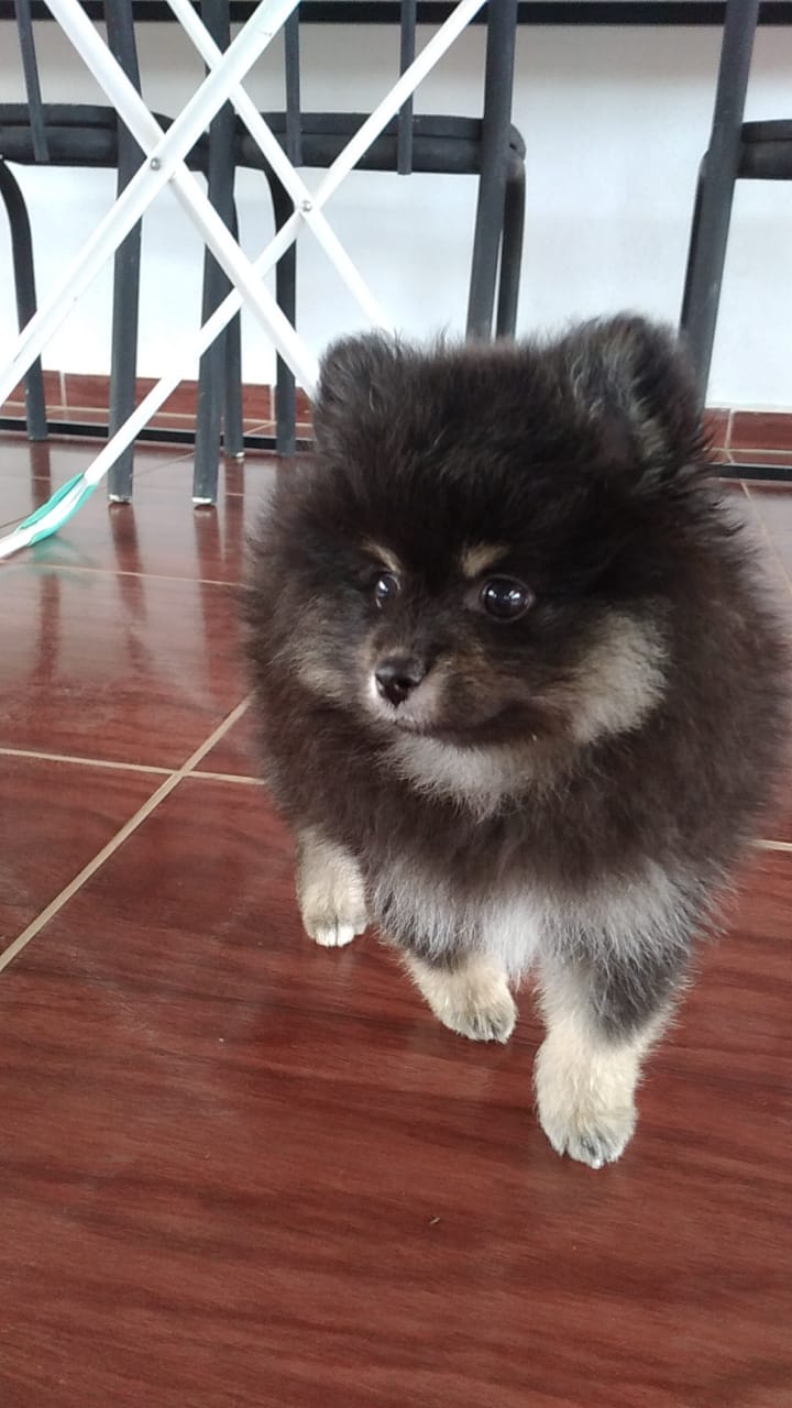 Filhote de Spitz Alemão  - Foto 1