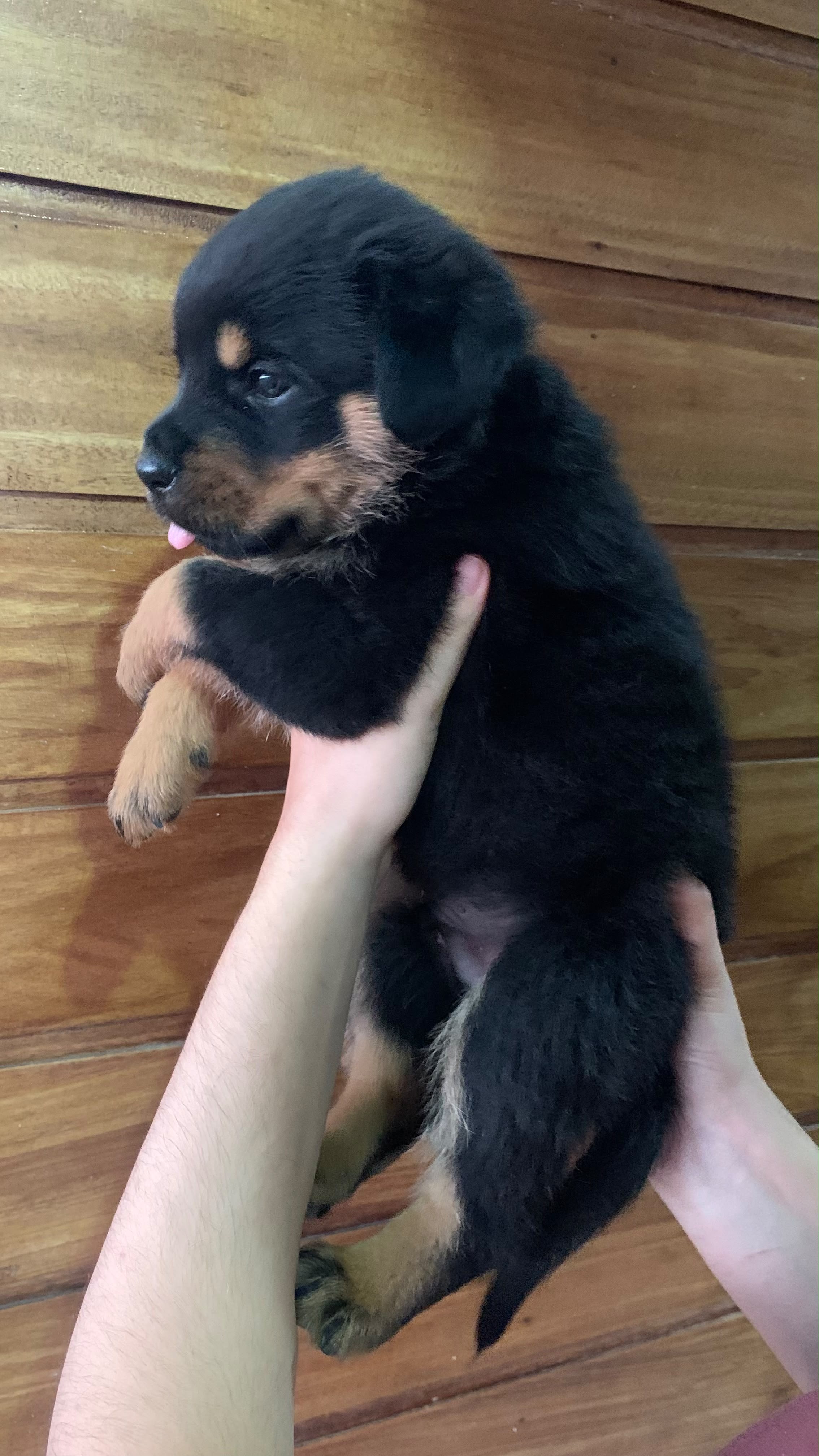 Filhote macho de Rotweiller