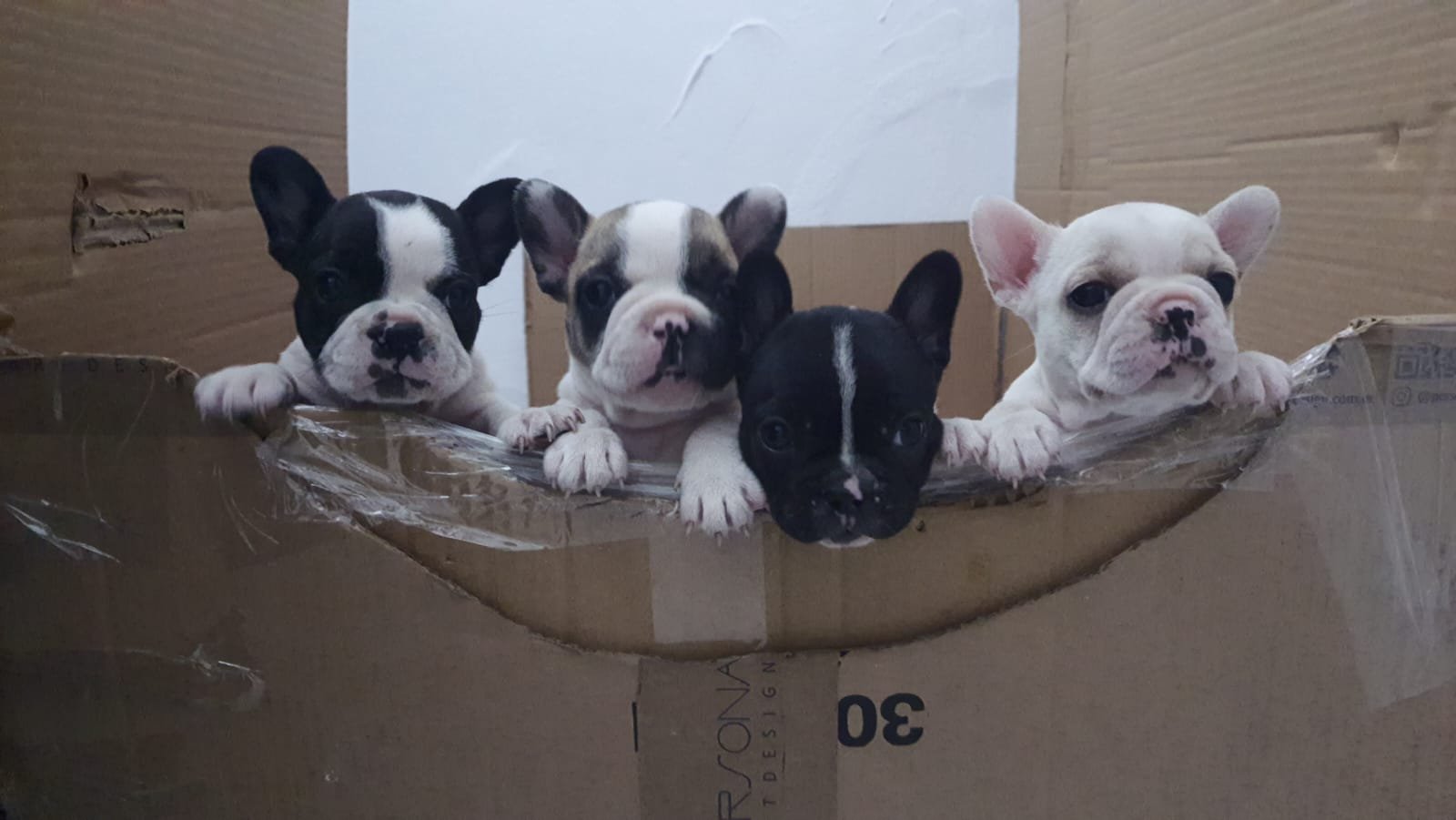 Lindos Filhotes de Bulldog Francês  - Foto 1