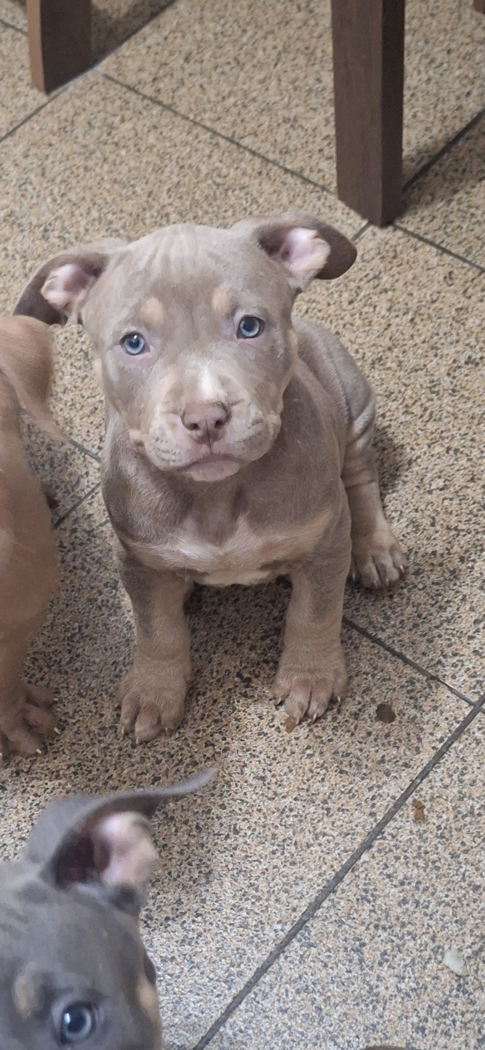 Filhote de Pitmonster/brazilian bull  - Foto 3