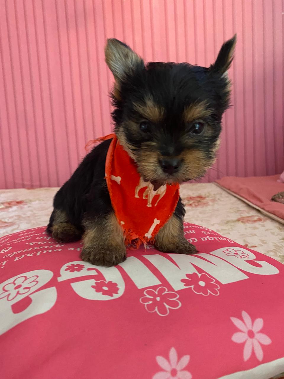 Yorkshire Terrier  - Foto 1