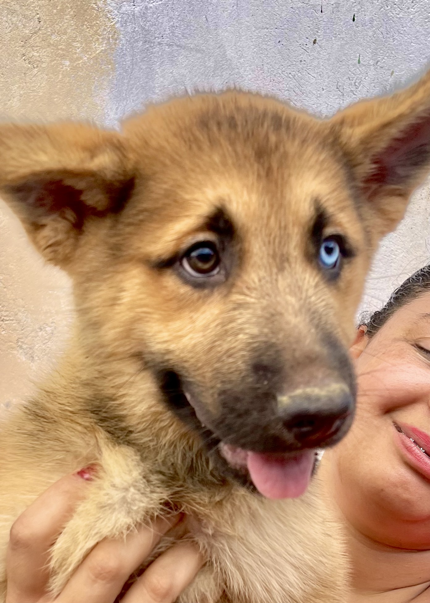 Portal Vendocão Filhotes de Shepsky - Mistura de Husky Siberiano e Pastor Alemão Puro! Biguaçu