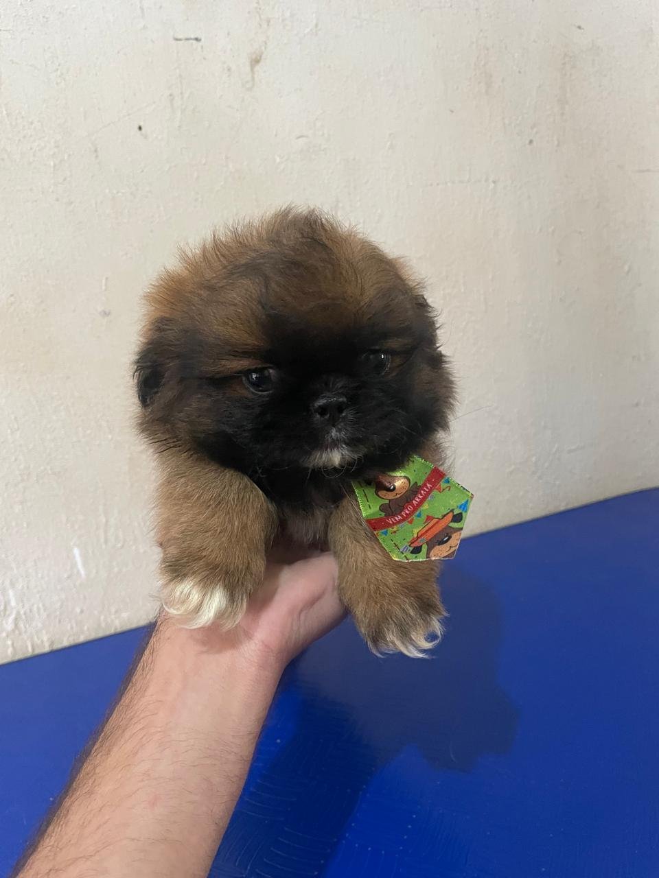 🐶 Filhotes de Shih Tzu Disponíveis! - Foto 2