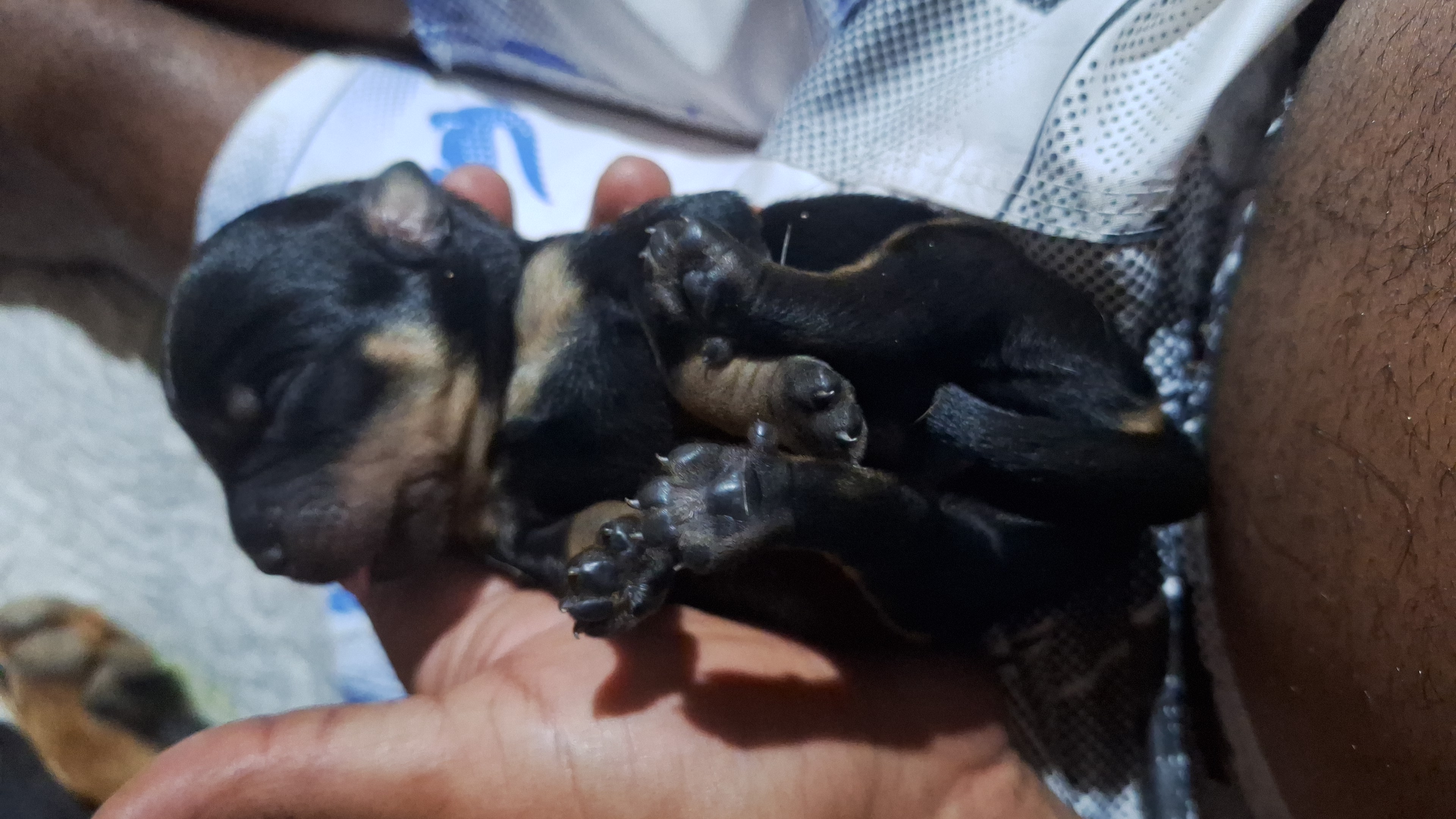 Portal Vendocão Rottweiler  Brasília de minas 