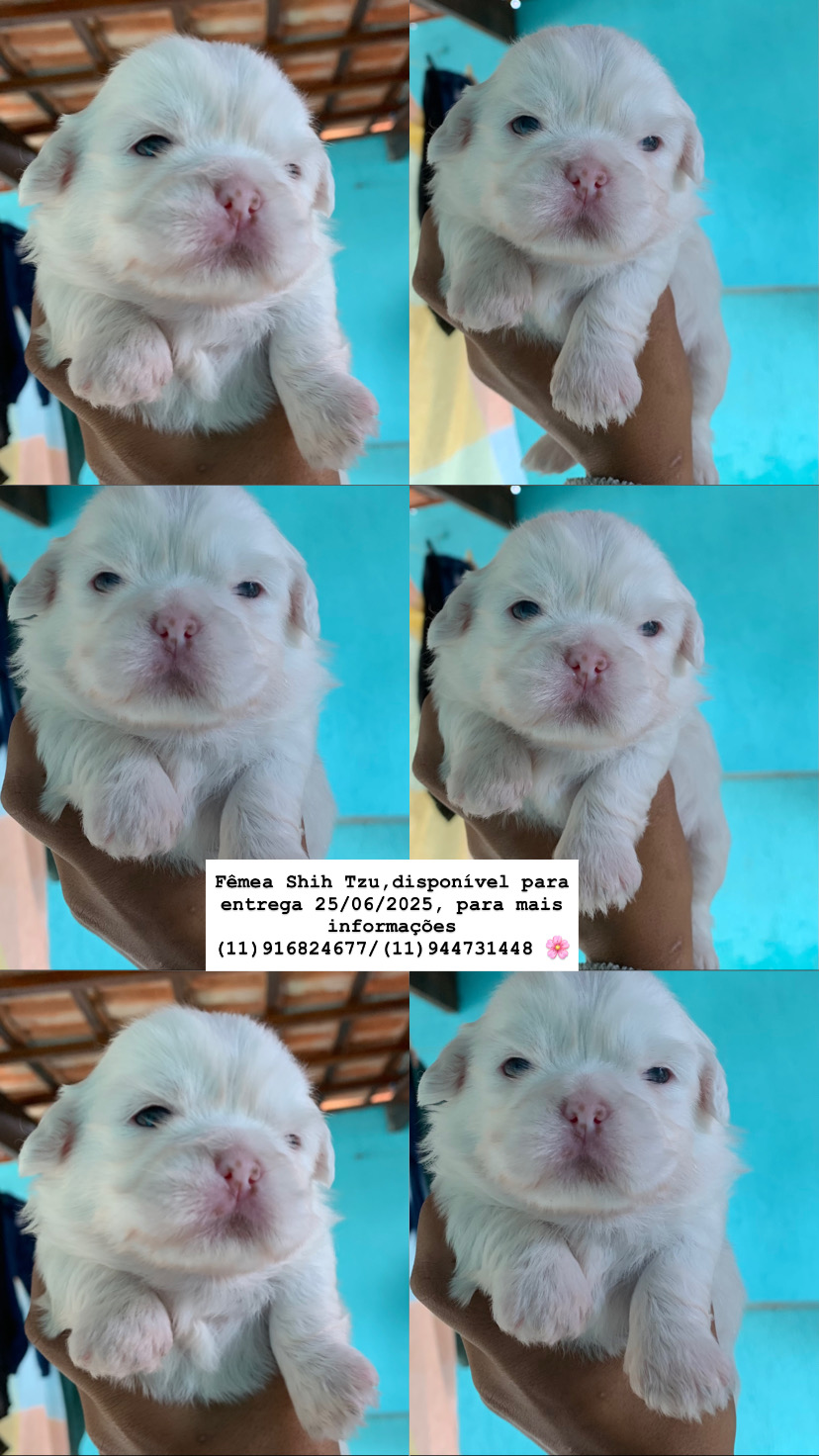 Portal Vendocão 4 fêmeas de shih tzu e um macho  Arujá 