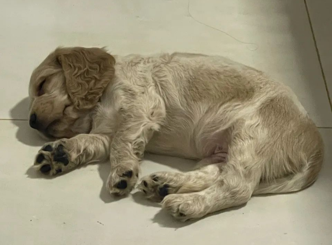 Portal Vendocão Lindos filhotes de Cocker  Campo Grande