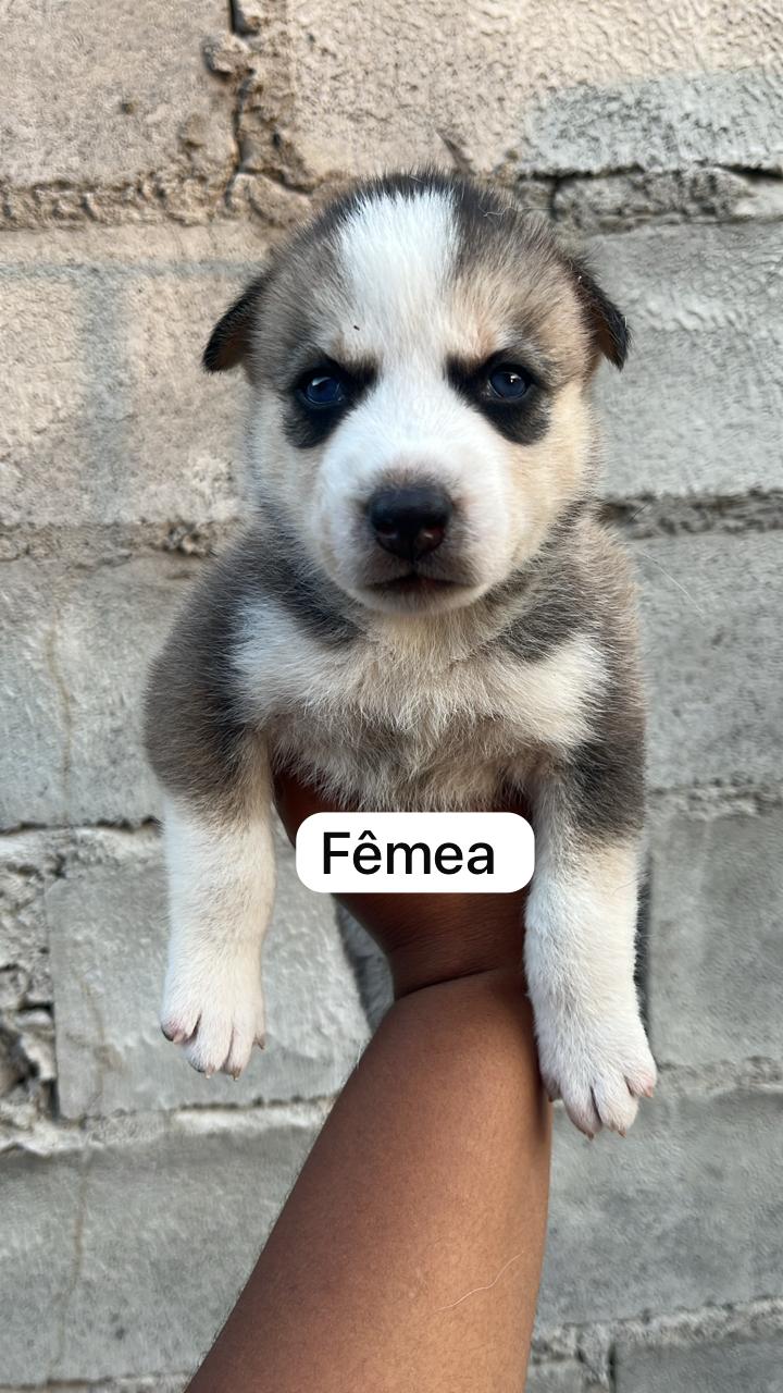 Filhote de husky siberiano disponível  - Foto 3