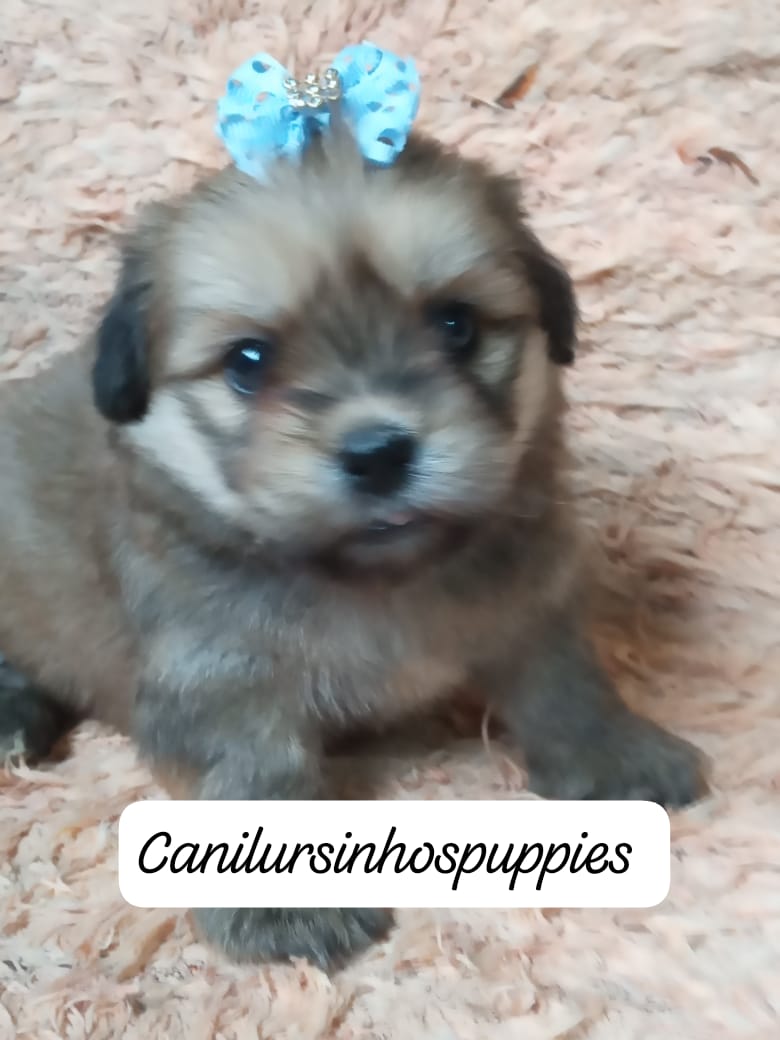 Portal Vendocão lhasa apso adquira ja o seu #canilursinhospuppies  guarulhos 
