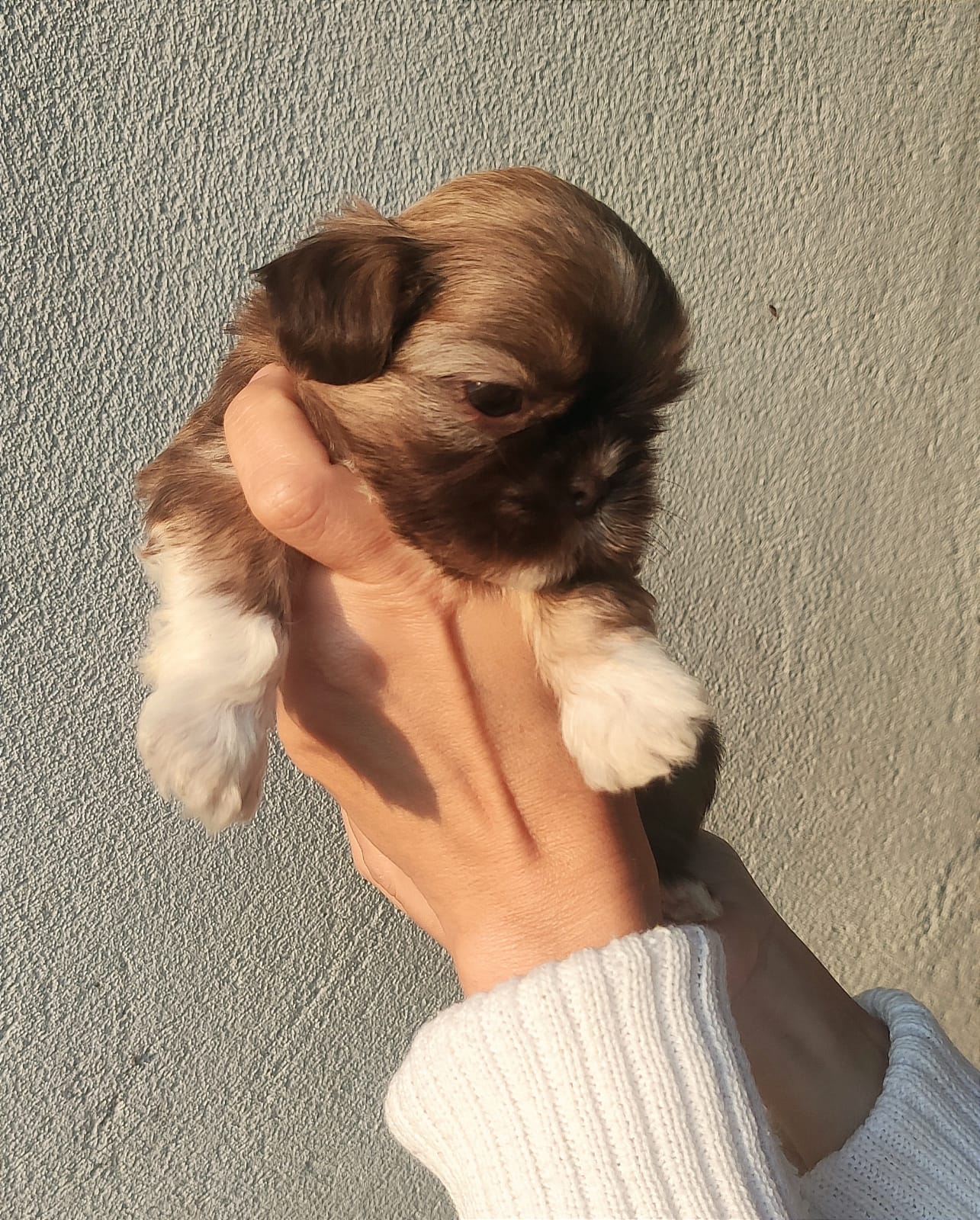 Lindo filhote de Shih tzu  - Foto 2