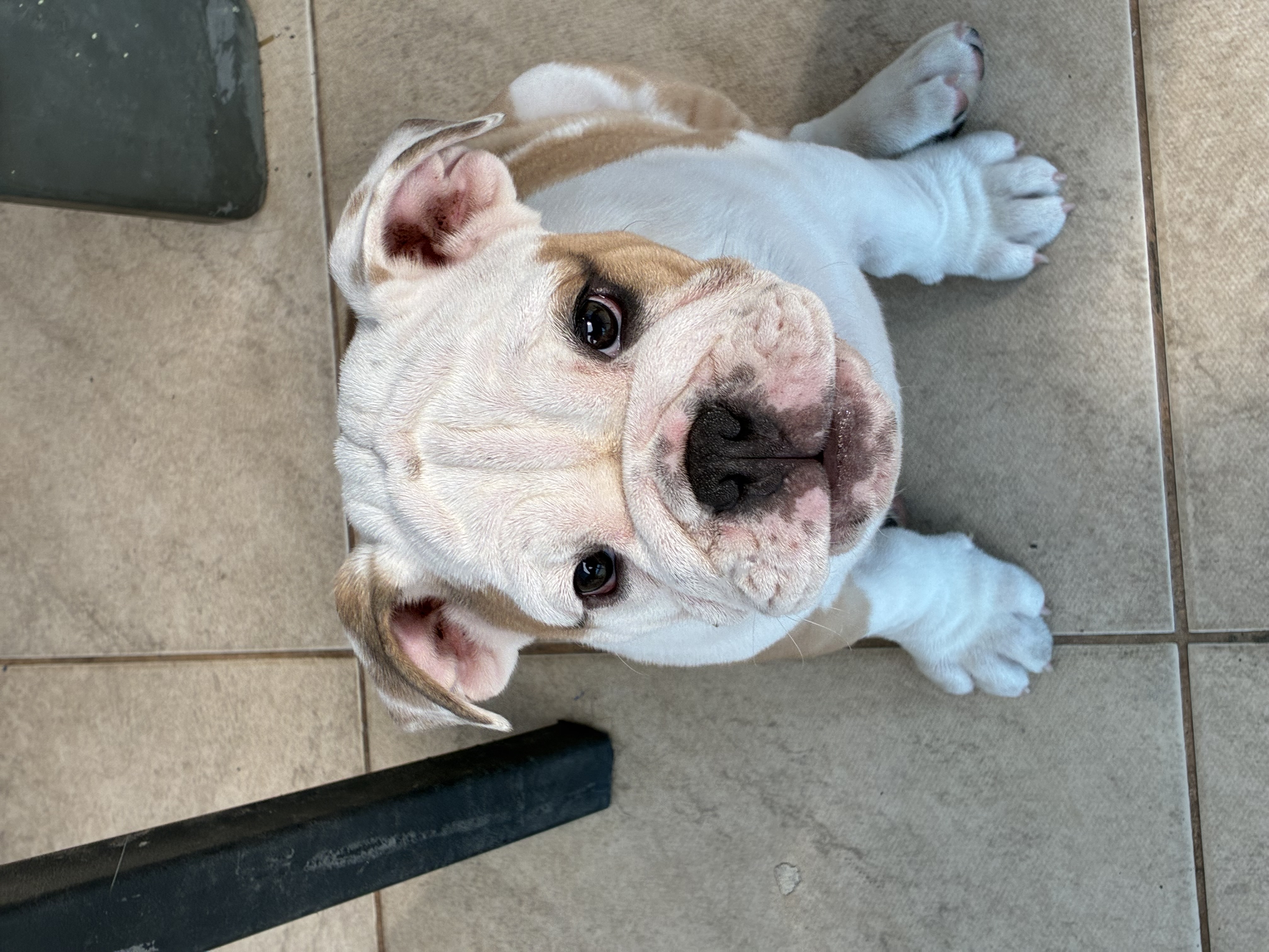 Portal Vendocão Vendo filho de 2 meses  Rio de Janeiro 