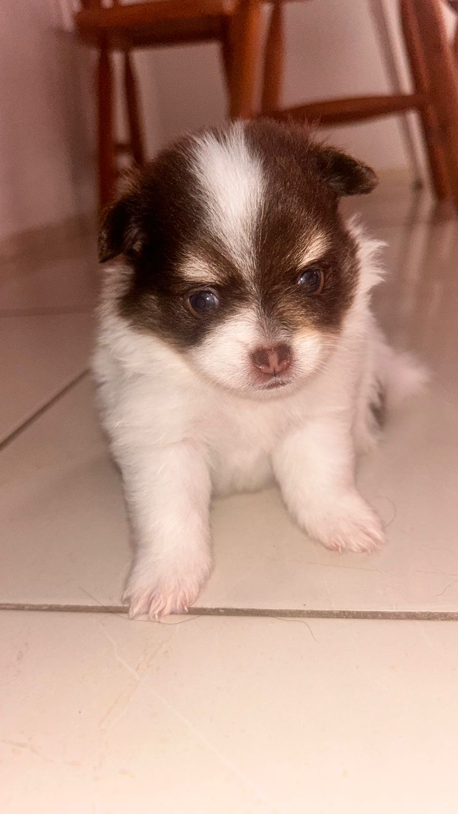 Filhotes de Spitz alemão macho!!! - Foto 3