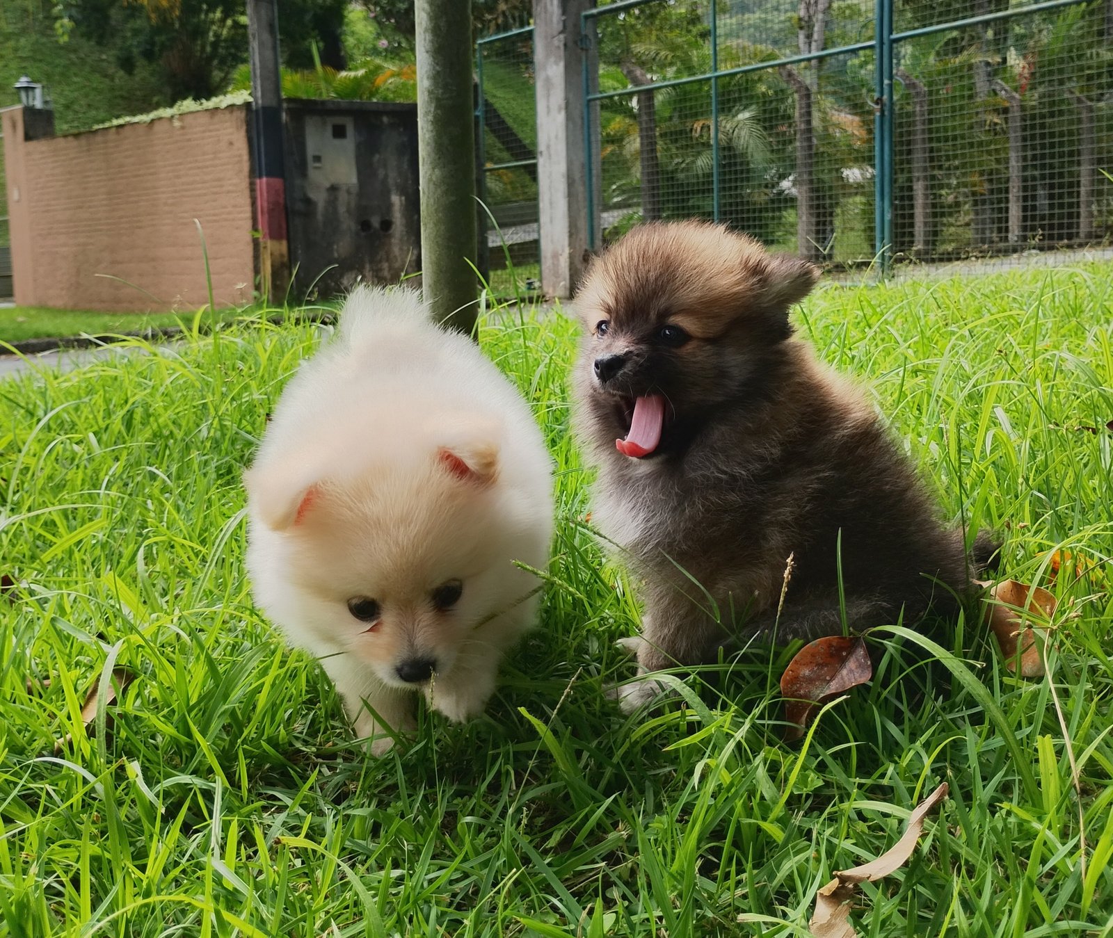 Lulu da Pomerânia  - Foto 2