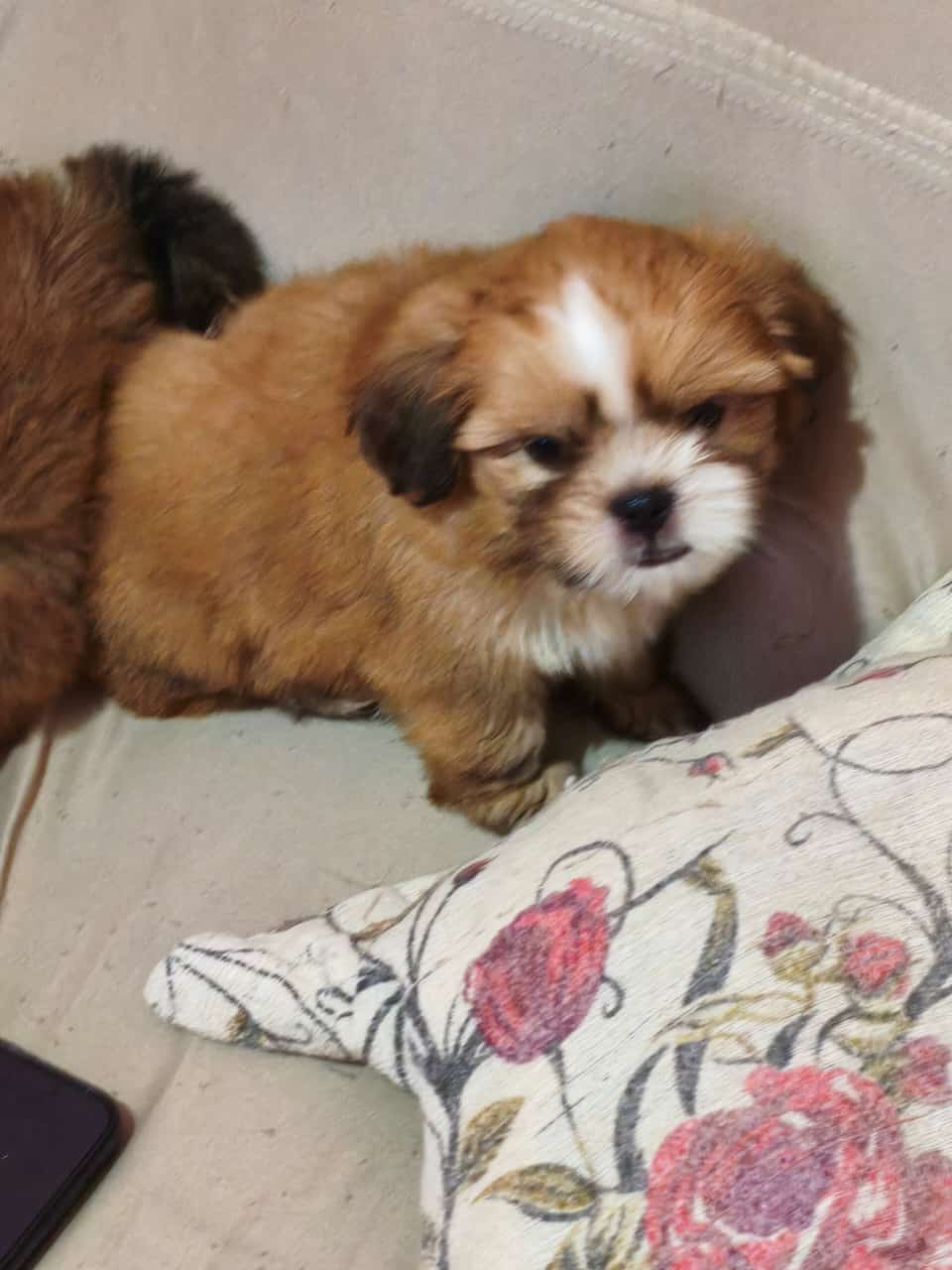Vende-se Filhotes ShihTzu Fêmeas  - Foto 3