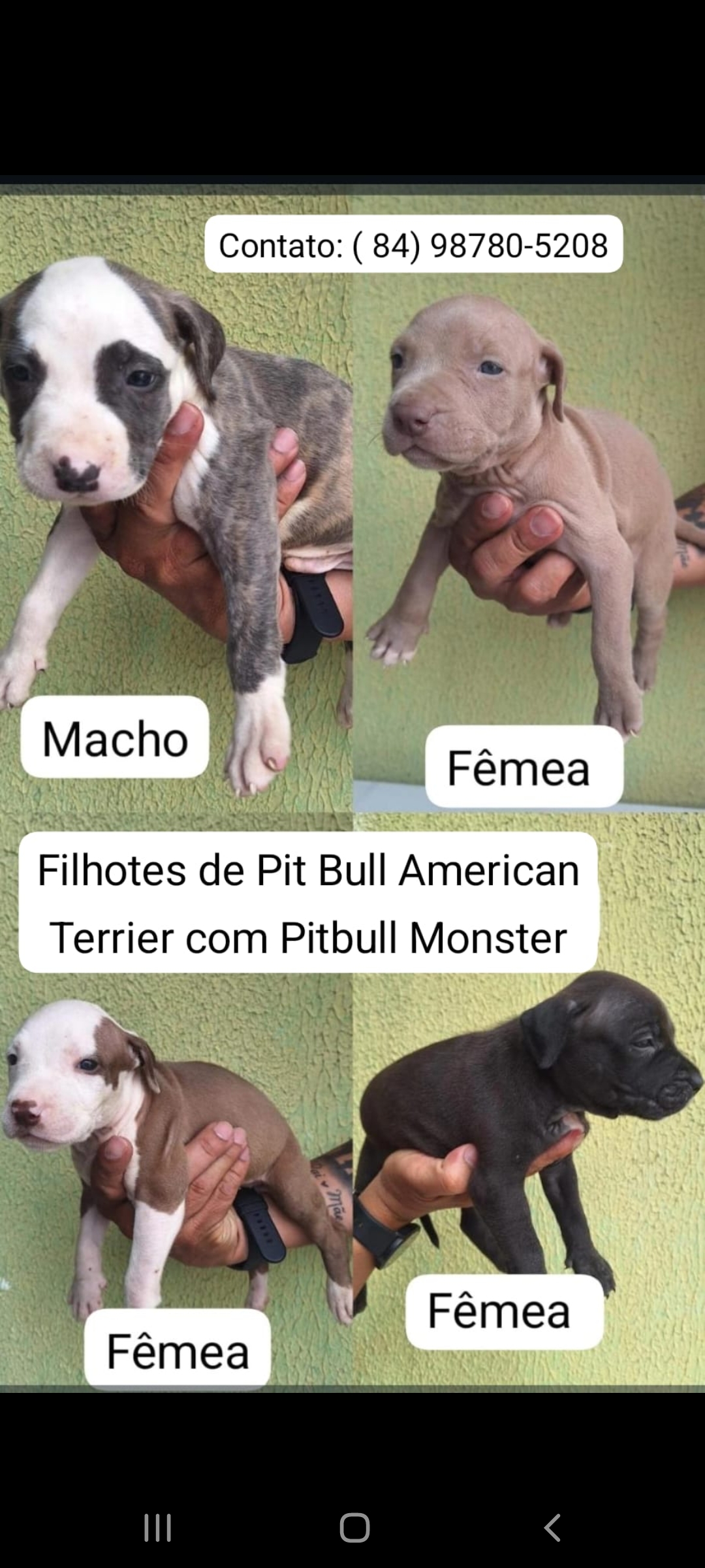 Filhotes de pitbull  - Foto 1