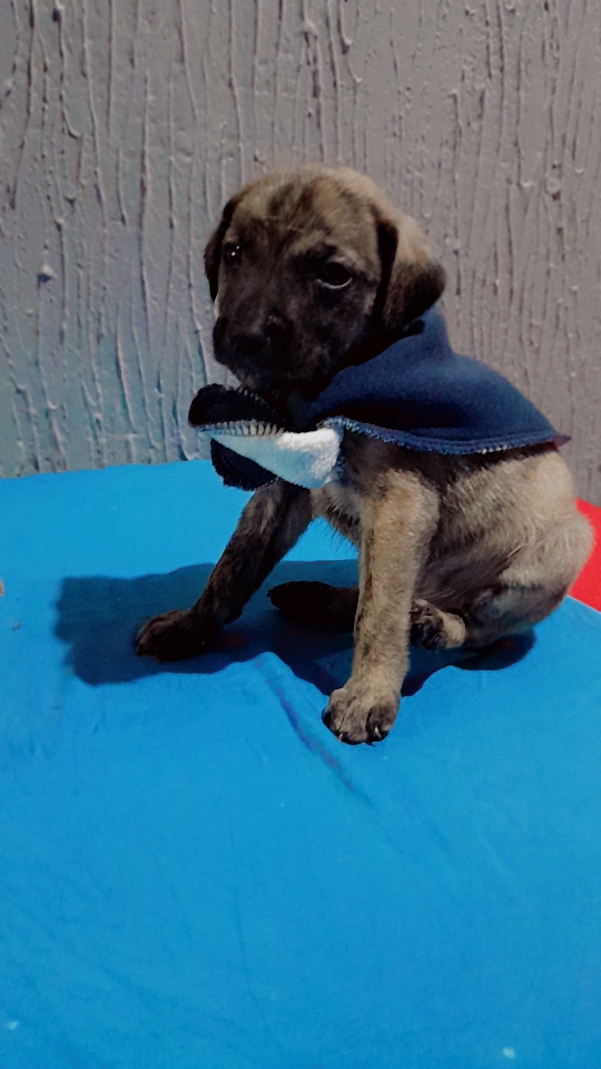 Portal Vendocão Labrador raceado Bayeux