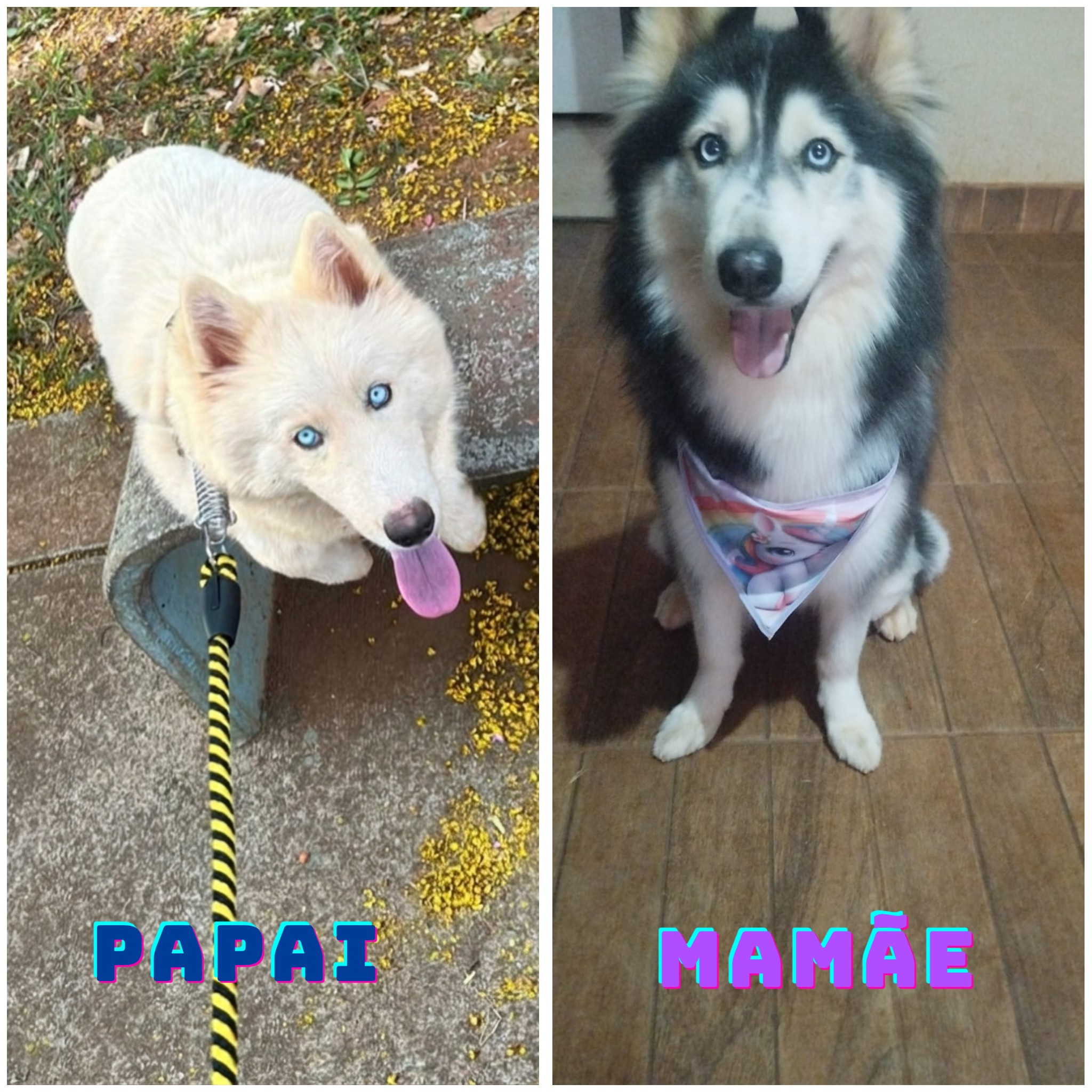 Husky siberiano - criador particular  - Foto 2