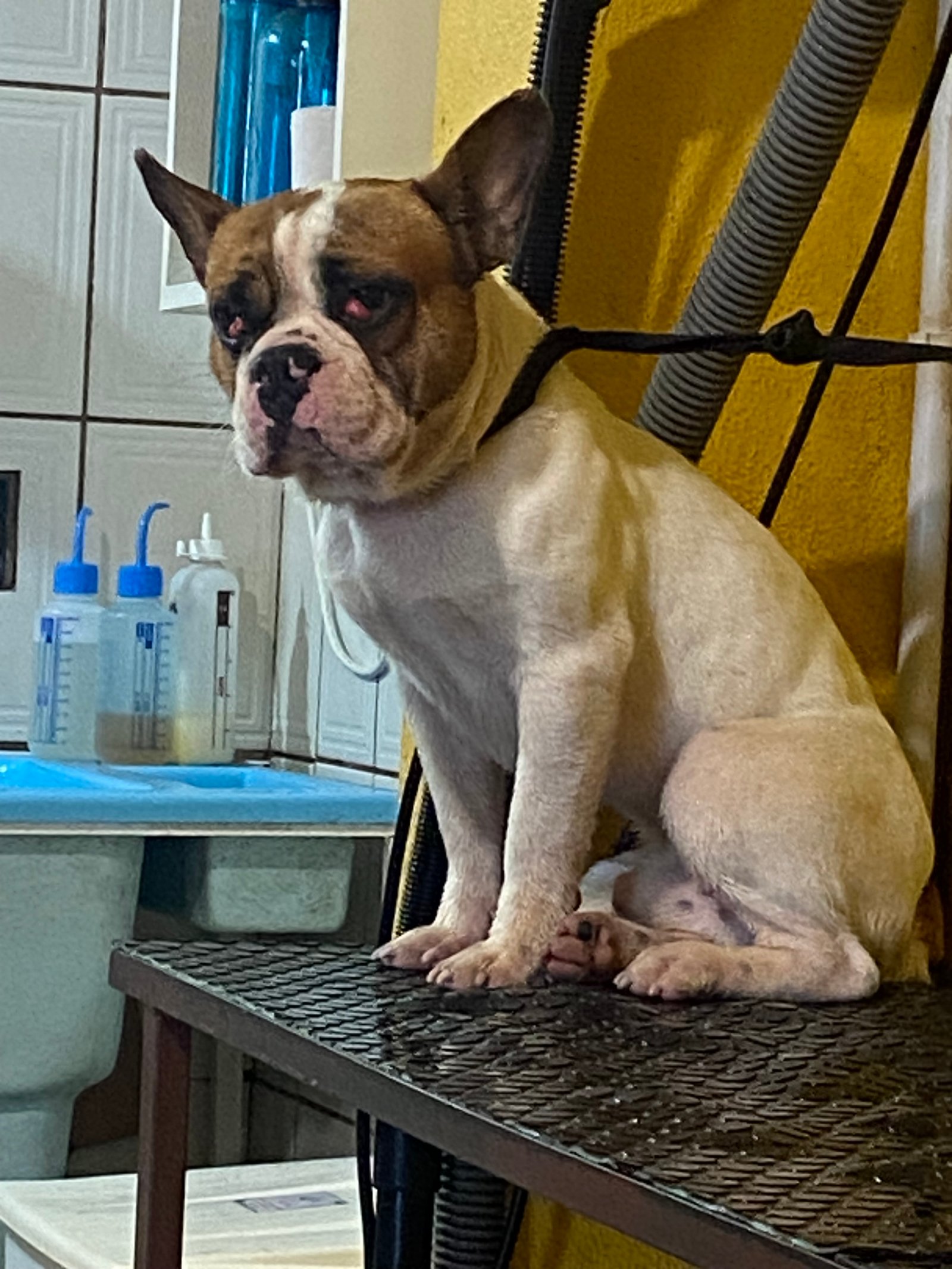 Vendo buldogue francês 