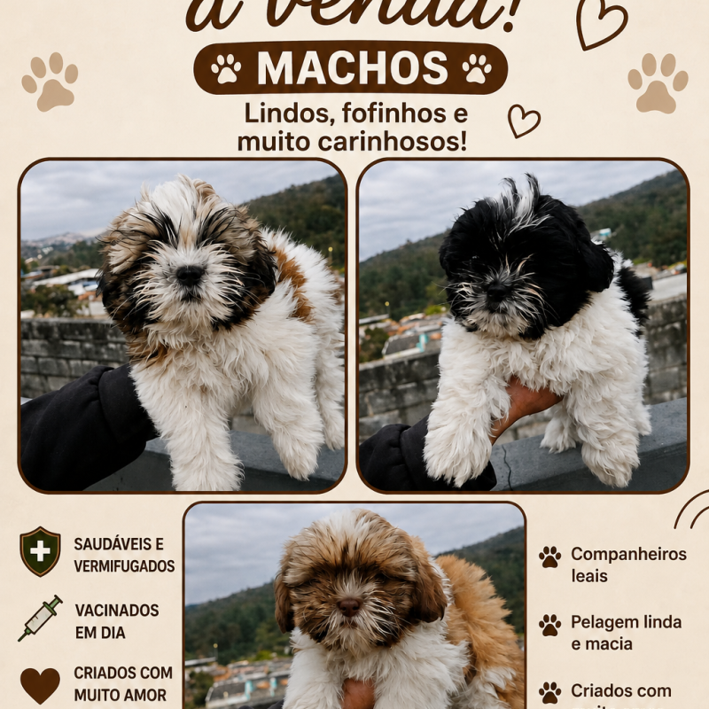 Vendo Shih Tzu filhote
