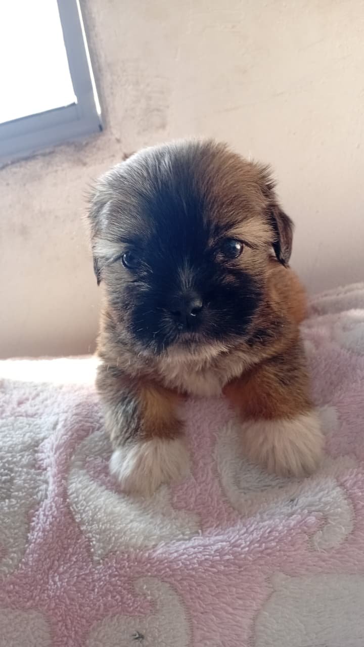 Filhote shihtzu raça pura 